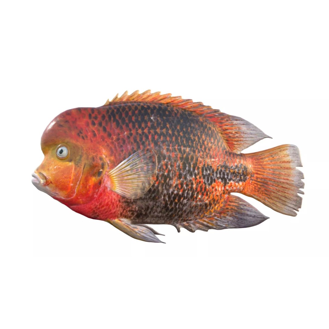Redhead Cichlid 3D Model – Low Poly Fish Asset, Blender, FBX, OBJ - View 5