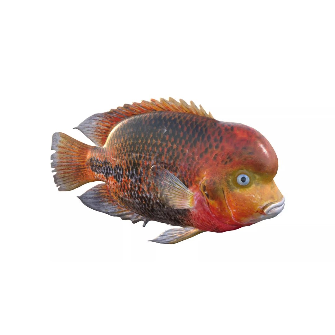 Redhead Cichlid 3D Model – Low Poly Fish Asset, Blender, FBX, OBJ - View 6