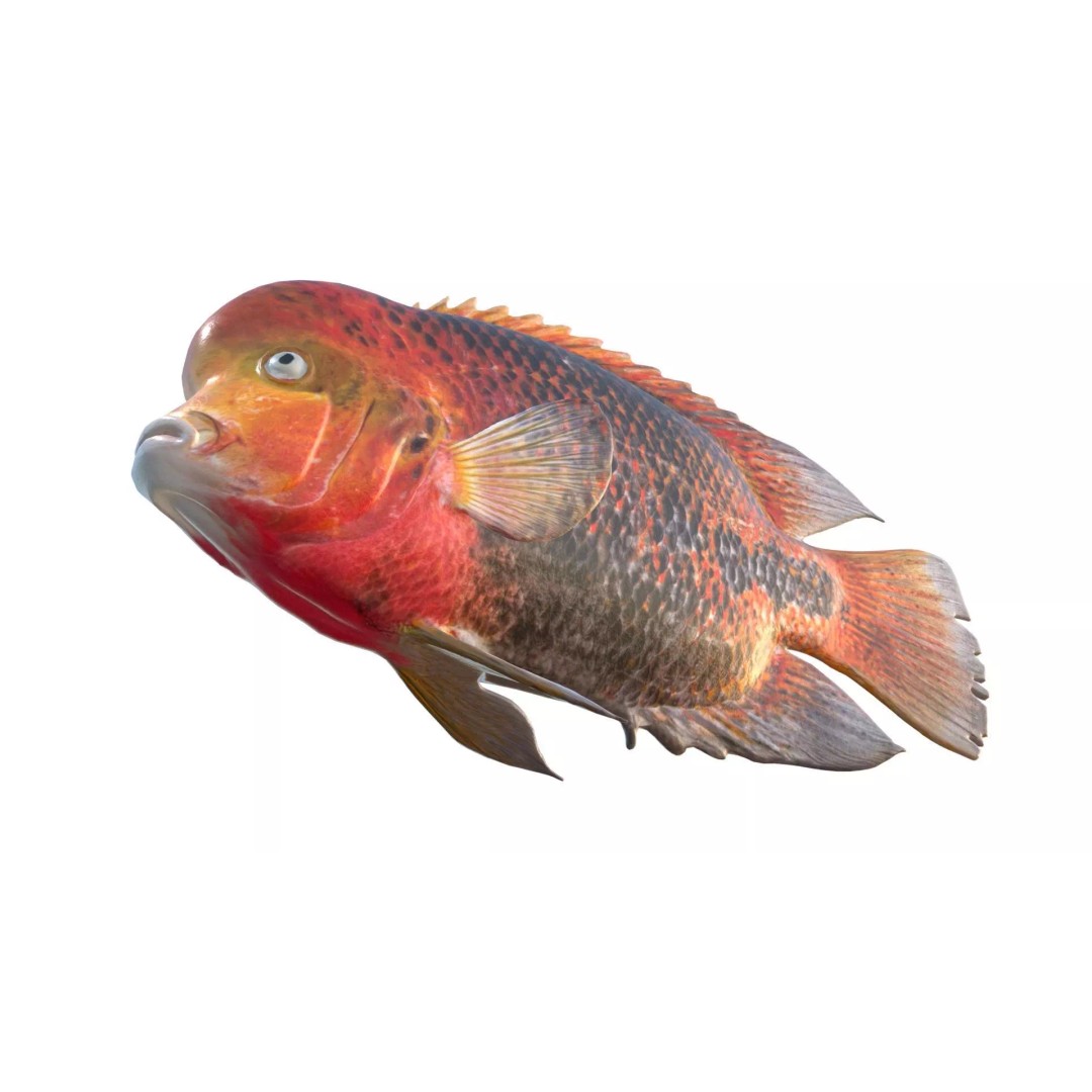 Redhead Cichlid 3D Model – Low Poly Fish Asset, Blender, FBX, OBJ - View 7