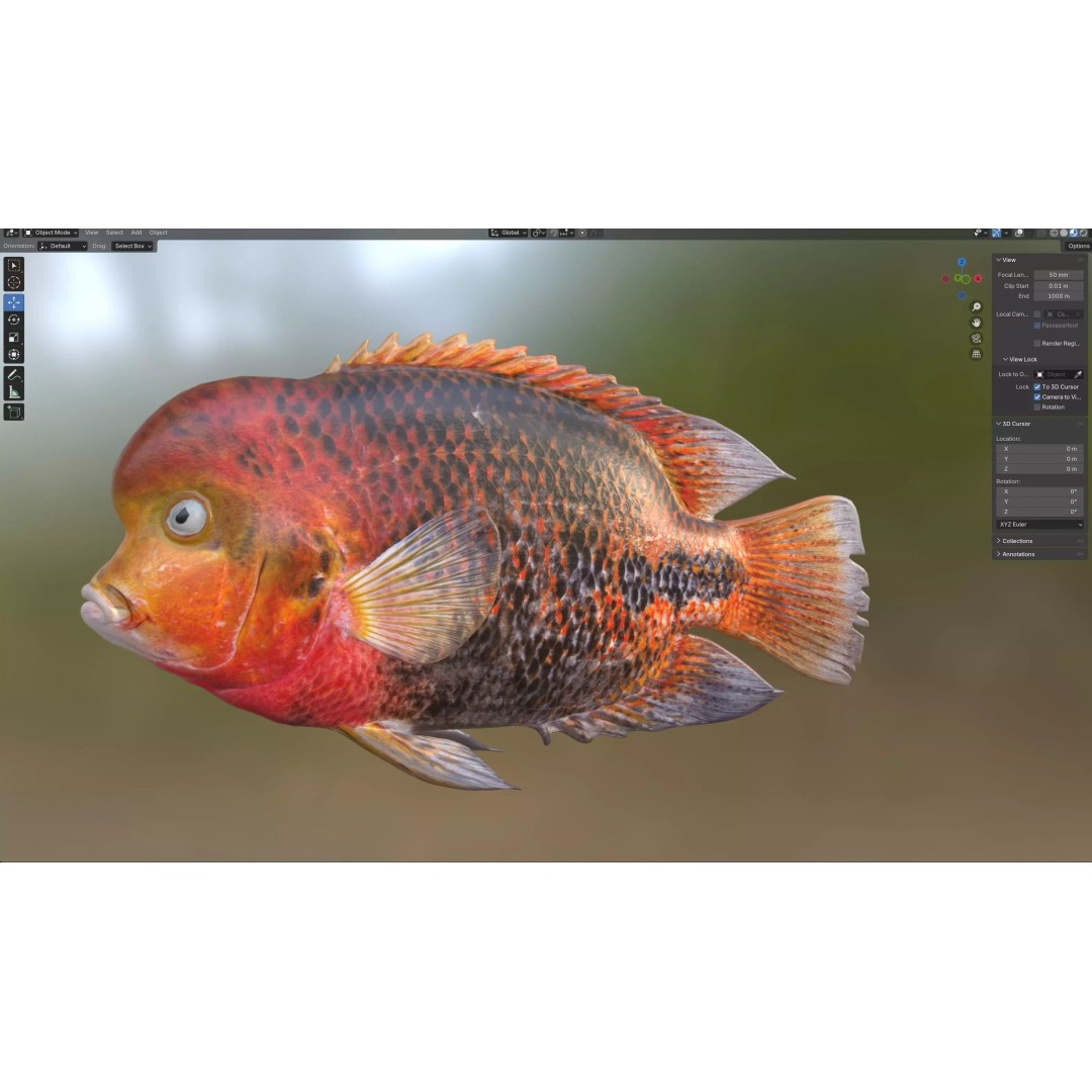 Redhead Cichlid 3D Model – Low Poly Fish Asset, Blender, FBX, OBJ - View 8