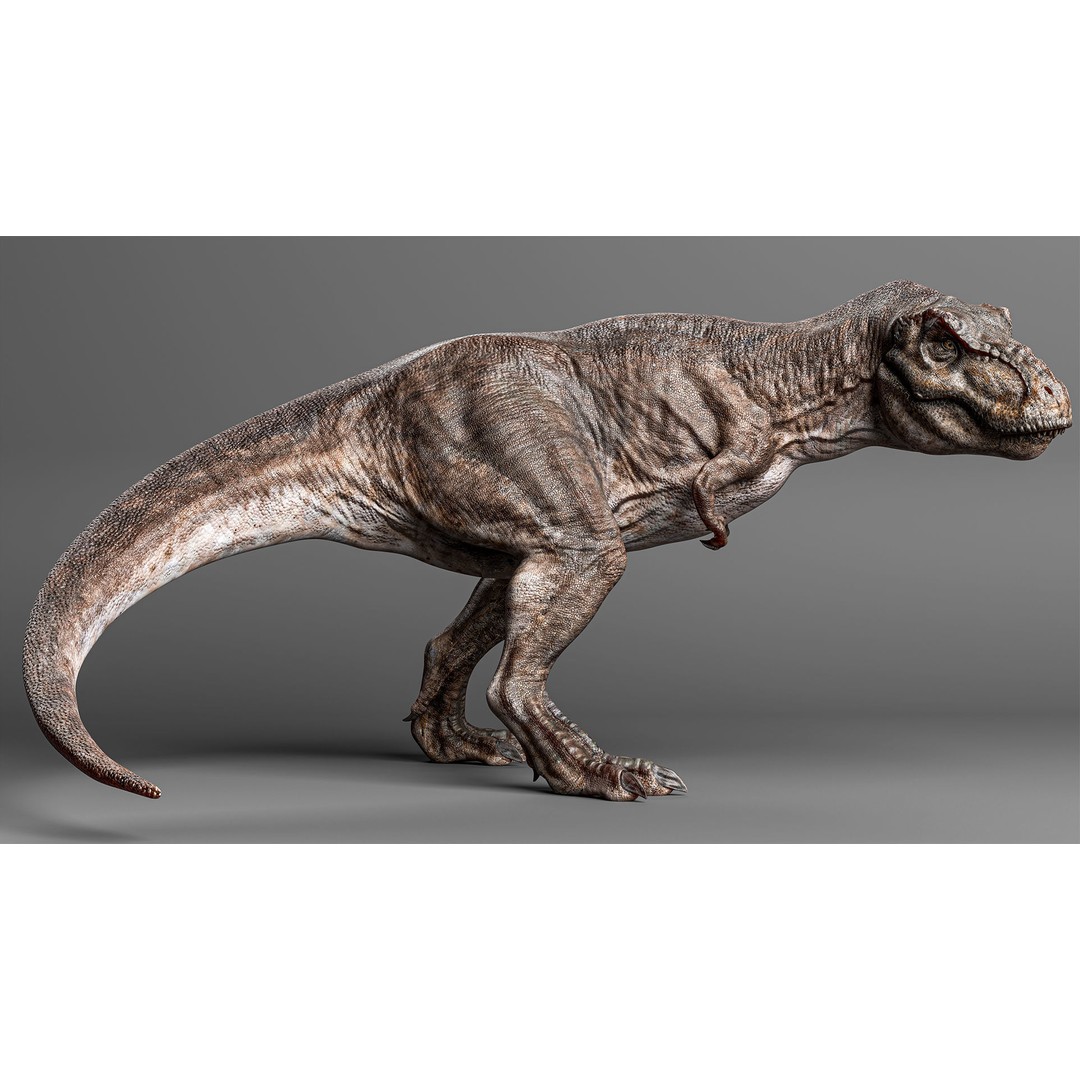Tyrannosaurus Rex 3D Model – Low Poly Rigged Dinosaur, FBX - View 5
