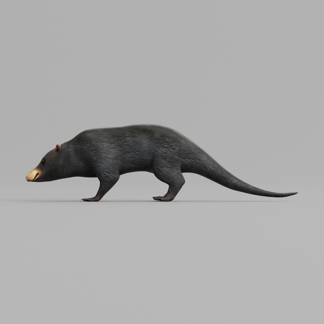 Otter Civet 3D Model – Low Poly Game Ready Character, FBX - View 22