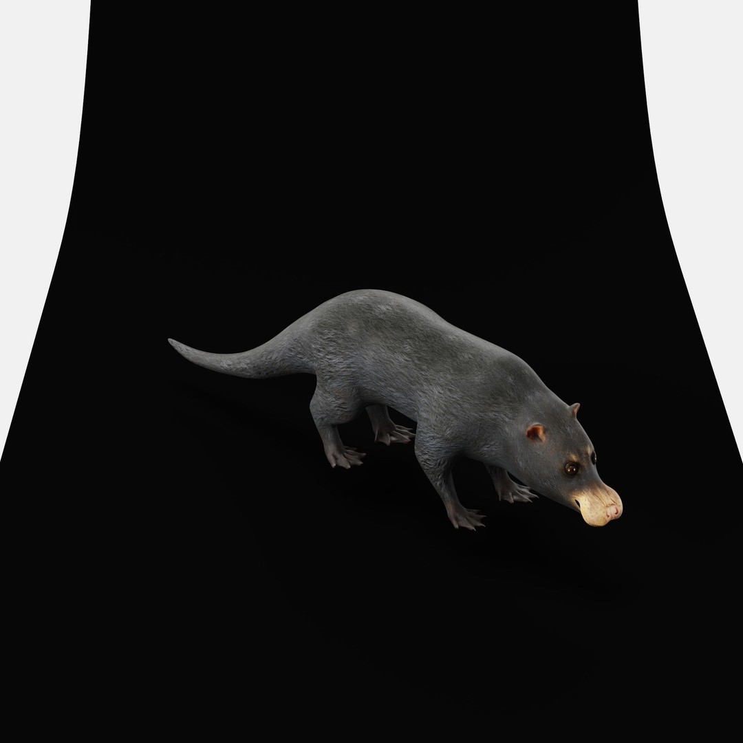 Otter Civet 3D Model – Low Poly Game Ready Character, FBX - View 24
