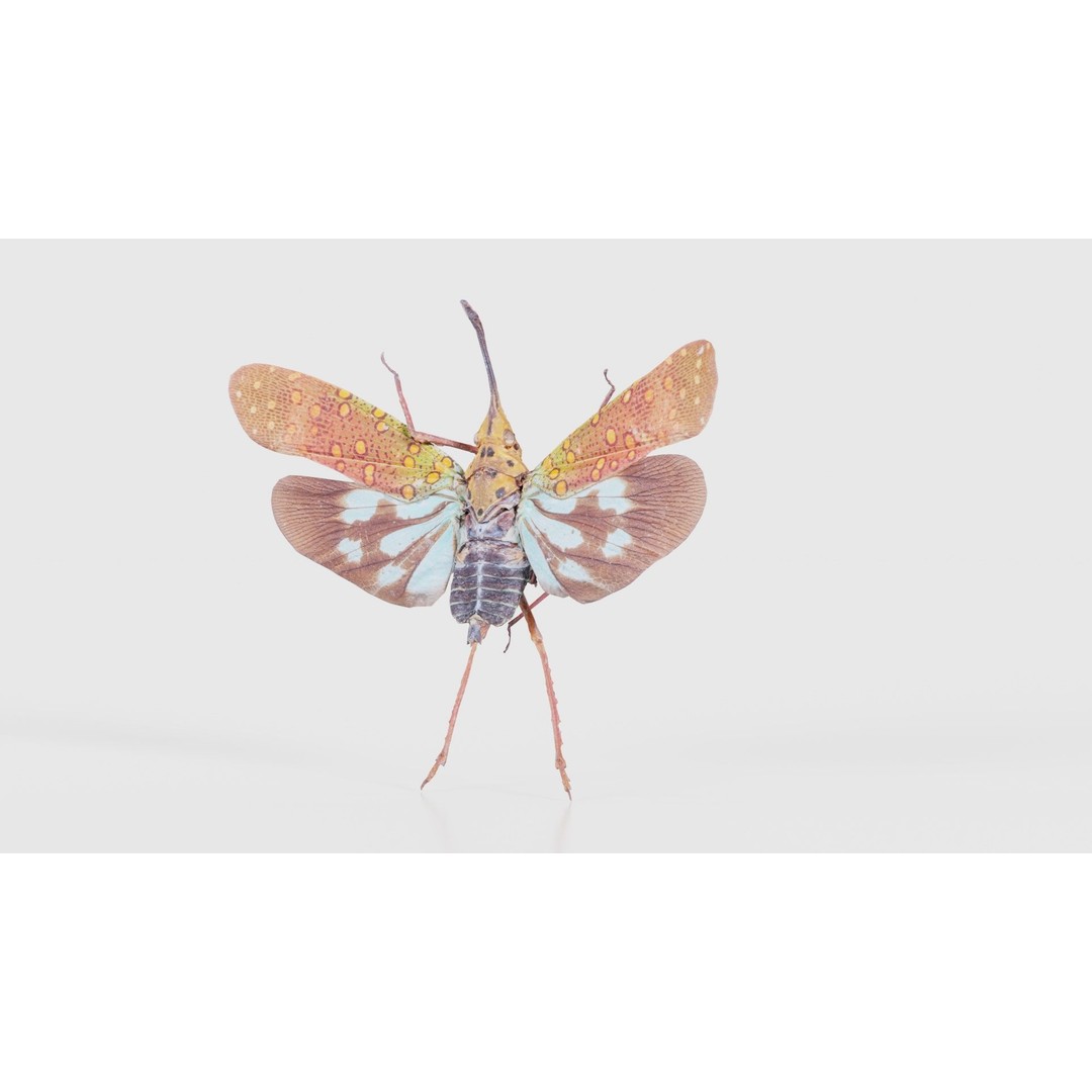 Saiva Gemmata Laos 3D Model – Low Poly Insect Asset, FBX, Blender