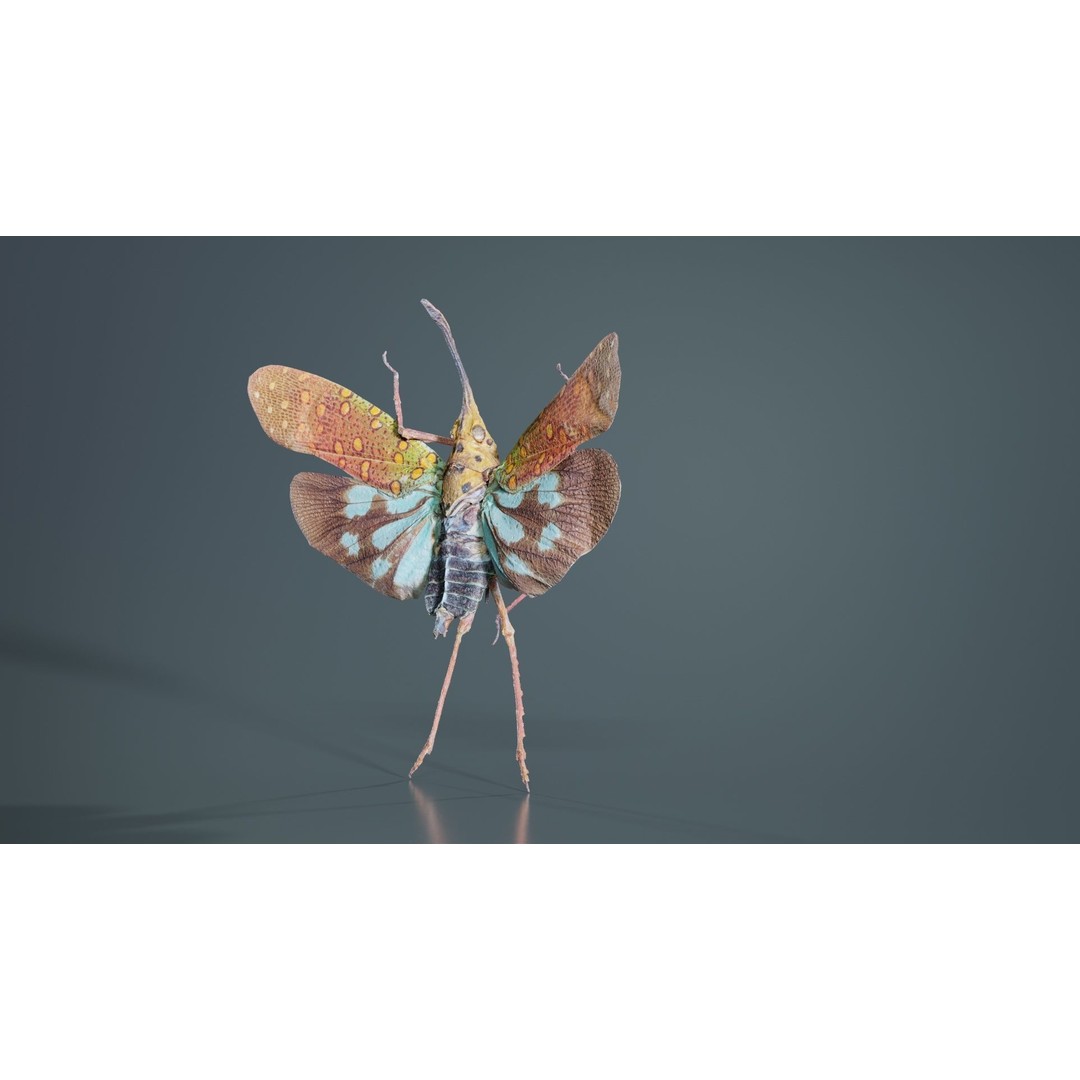 Saiva Gemmata Laos 3D Model – Low Poly Insect Asset, FBX, Blender - View 10