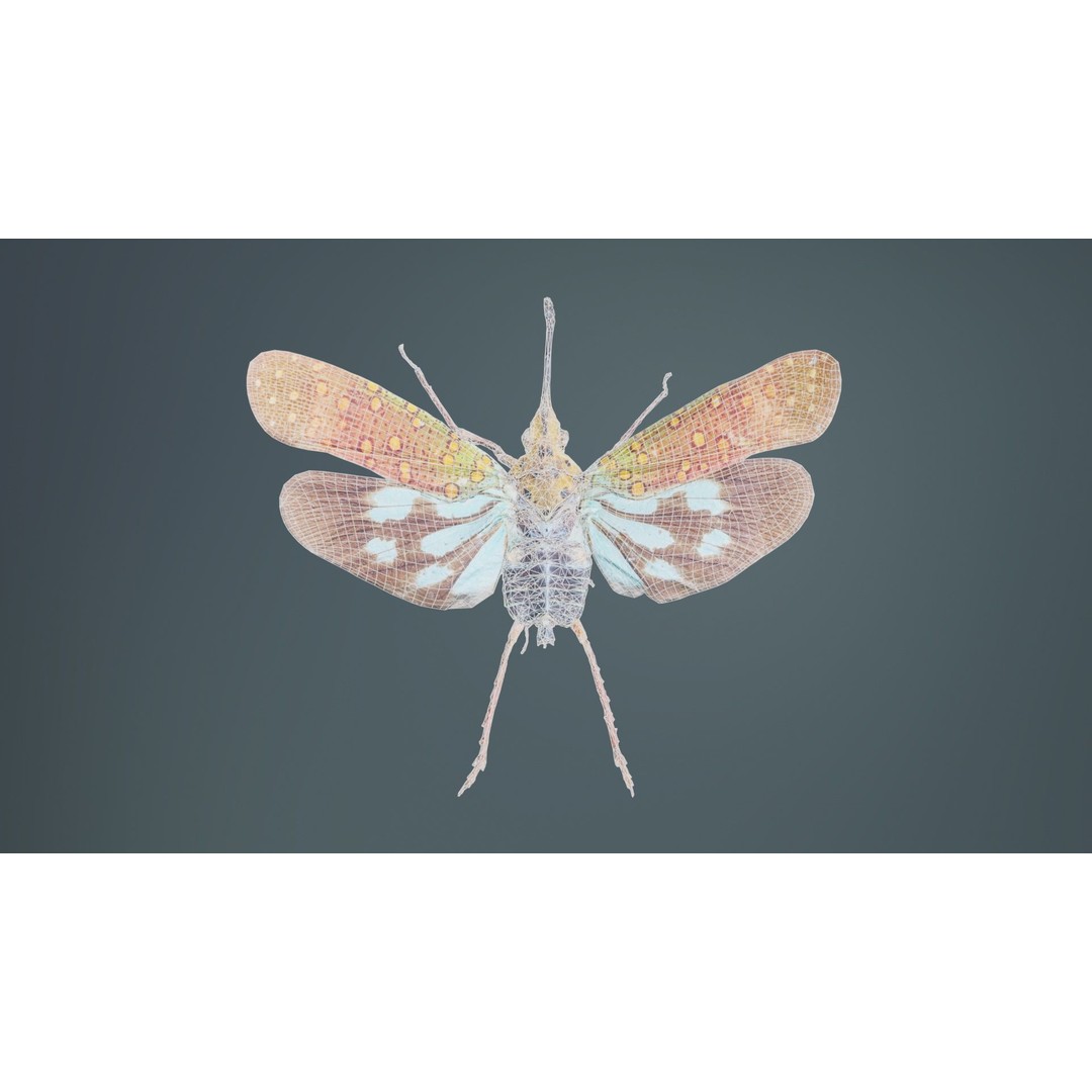 Saiva Gemmata Laos 3D Model – Low Poly Insect Asset, FBX, Blender - View 11