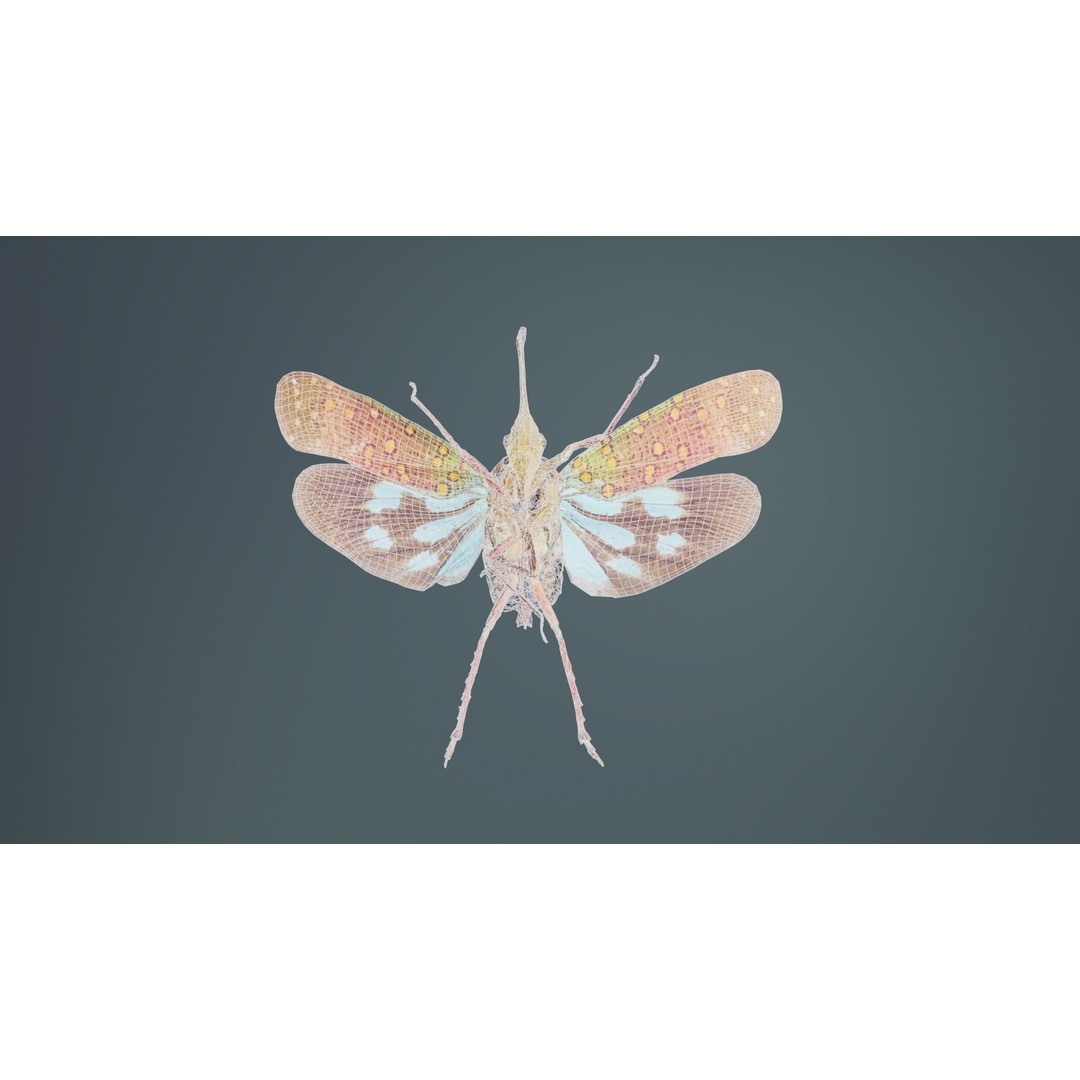 Saiva Gemmata Laos 3D Model – Low Poly Insect Asset, FBX, Blender - View 12