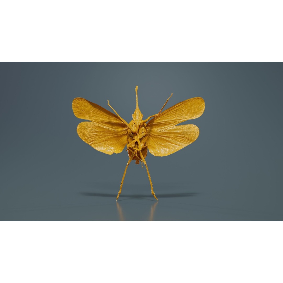 Saiva Gemmata Laos 3D Model – Low Poly Insect Asset, FBX, Blender - View 15