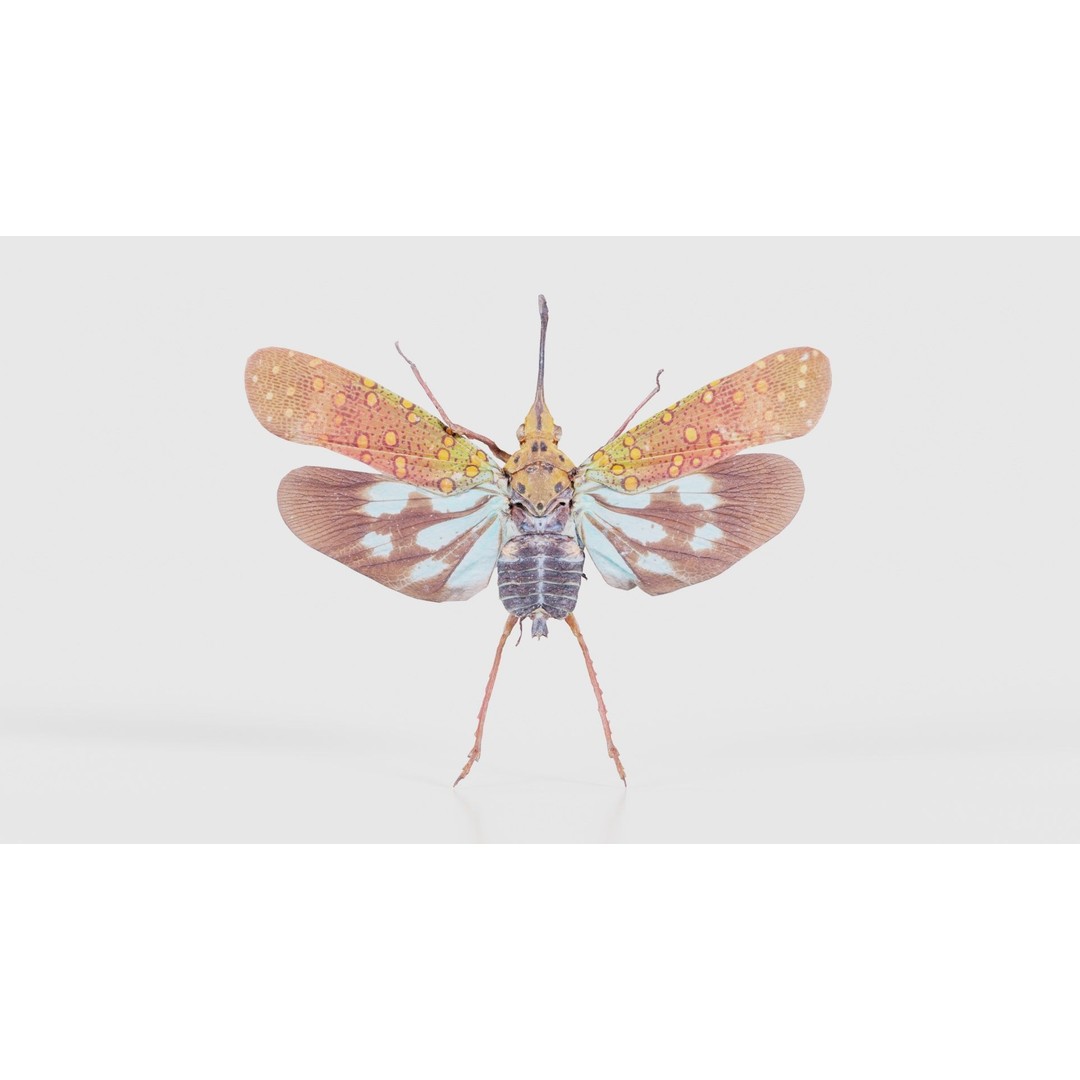 Saiva Gemmata Laos 3D Model – Low Poly Insect Asset, FBX, Blender - View 17