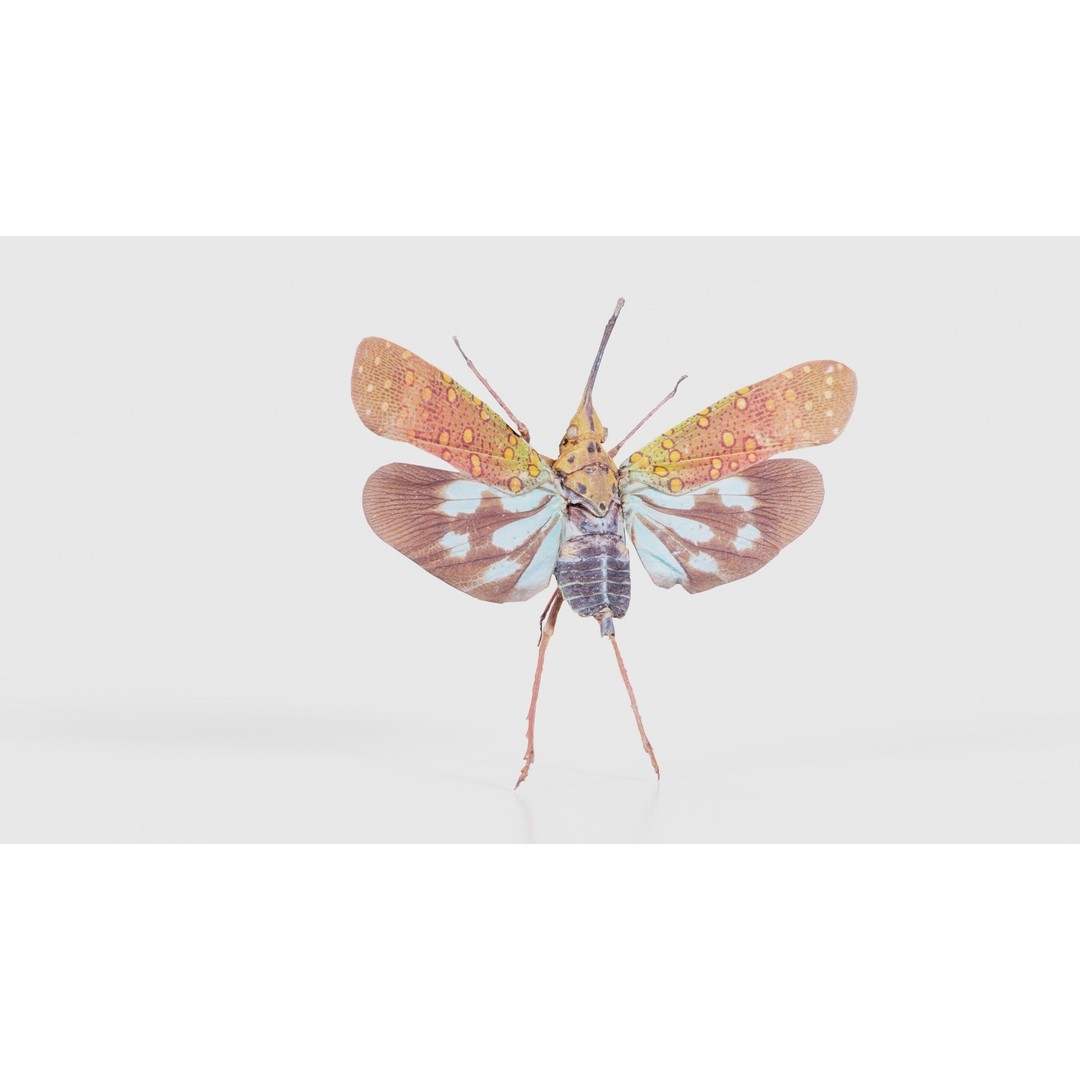 Saiva Gemmata Laos 3D Model – Low Poly Insect Asset, FBX, Blender - View 18