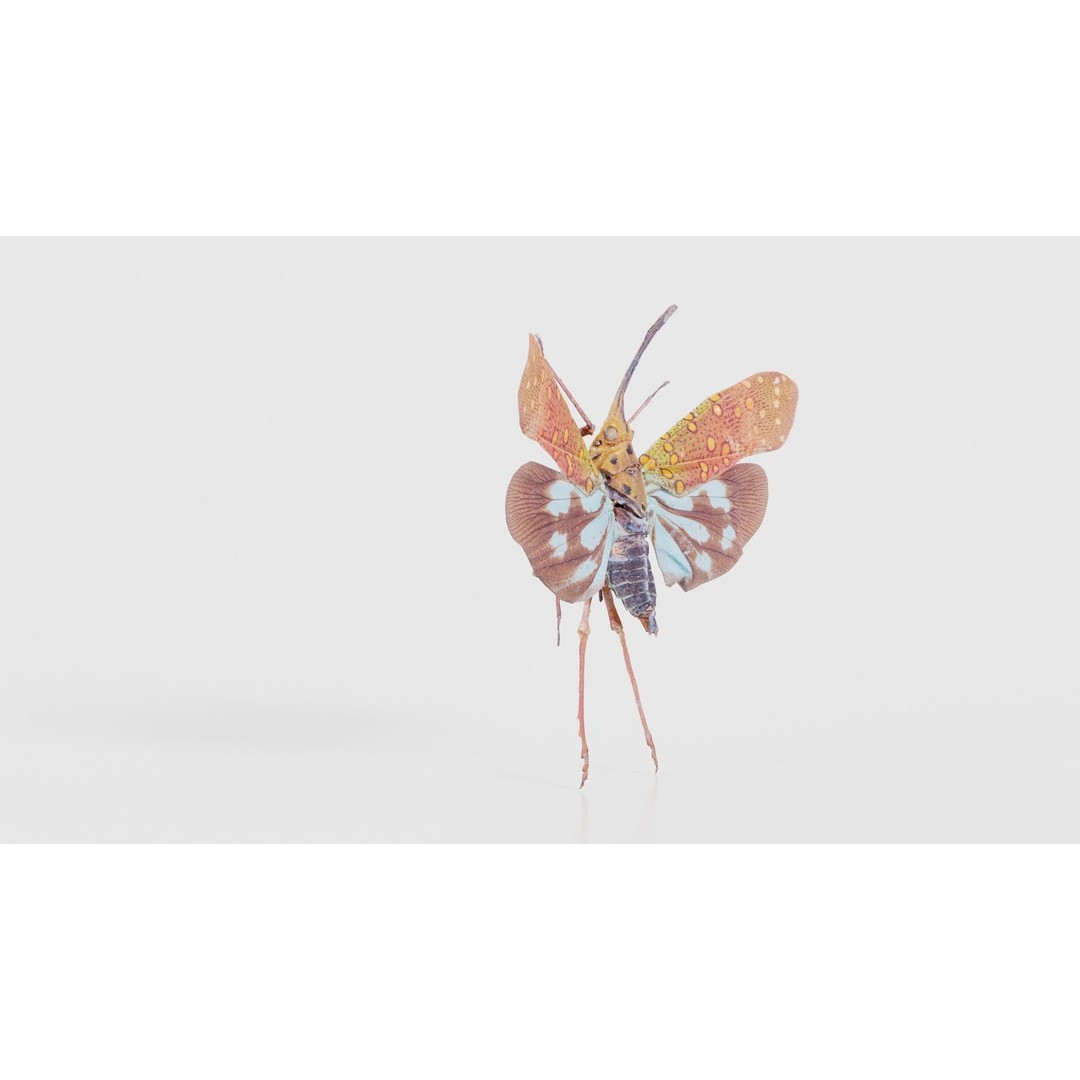 Saiva Gemmata Laos 3D Model – Low Poly Insect Asset, FBX, Blender - View 19