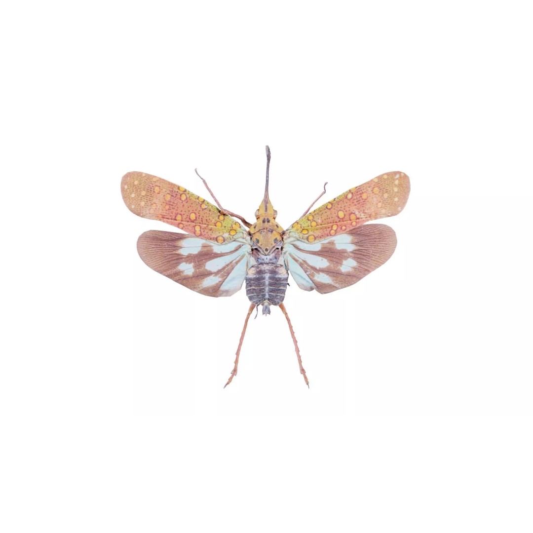 Saiva Gemmata Laos 3D Model – Low Poly Insect Asset, FBX, Blender - View 2