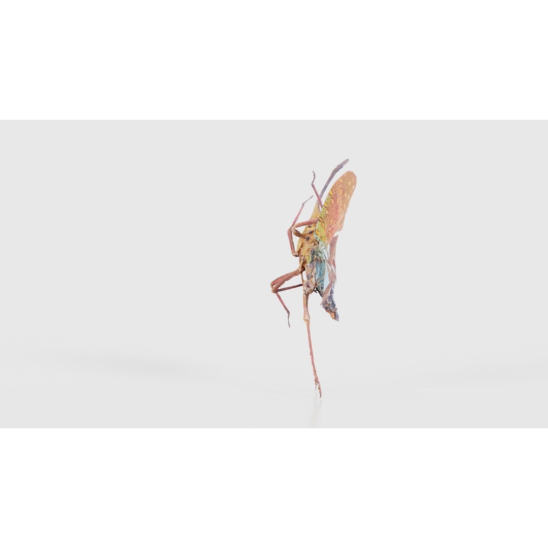 Saiva Gemmata Laos 3D Model – Low Poly Insect Asset, FBX, Blender - View 20