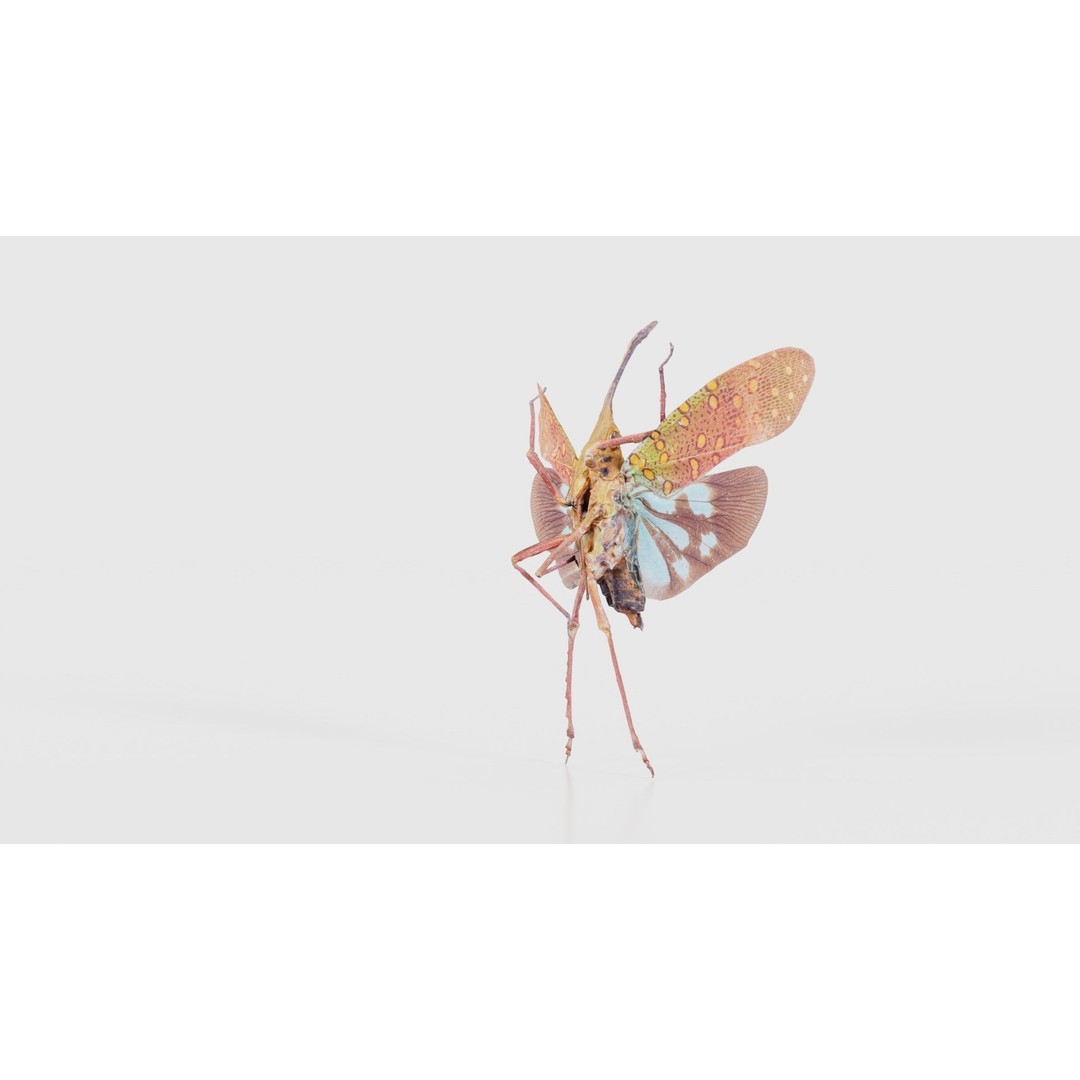 Saiva Gemmata Laos 3D Model – Low Poly Insect Asset, FBX, Blender - View 21