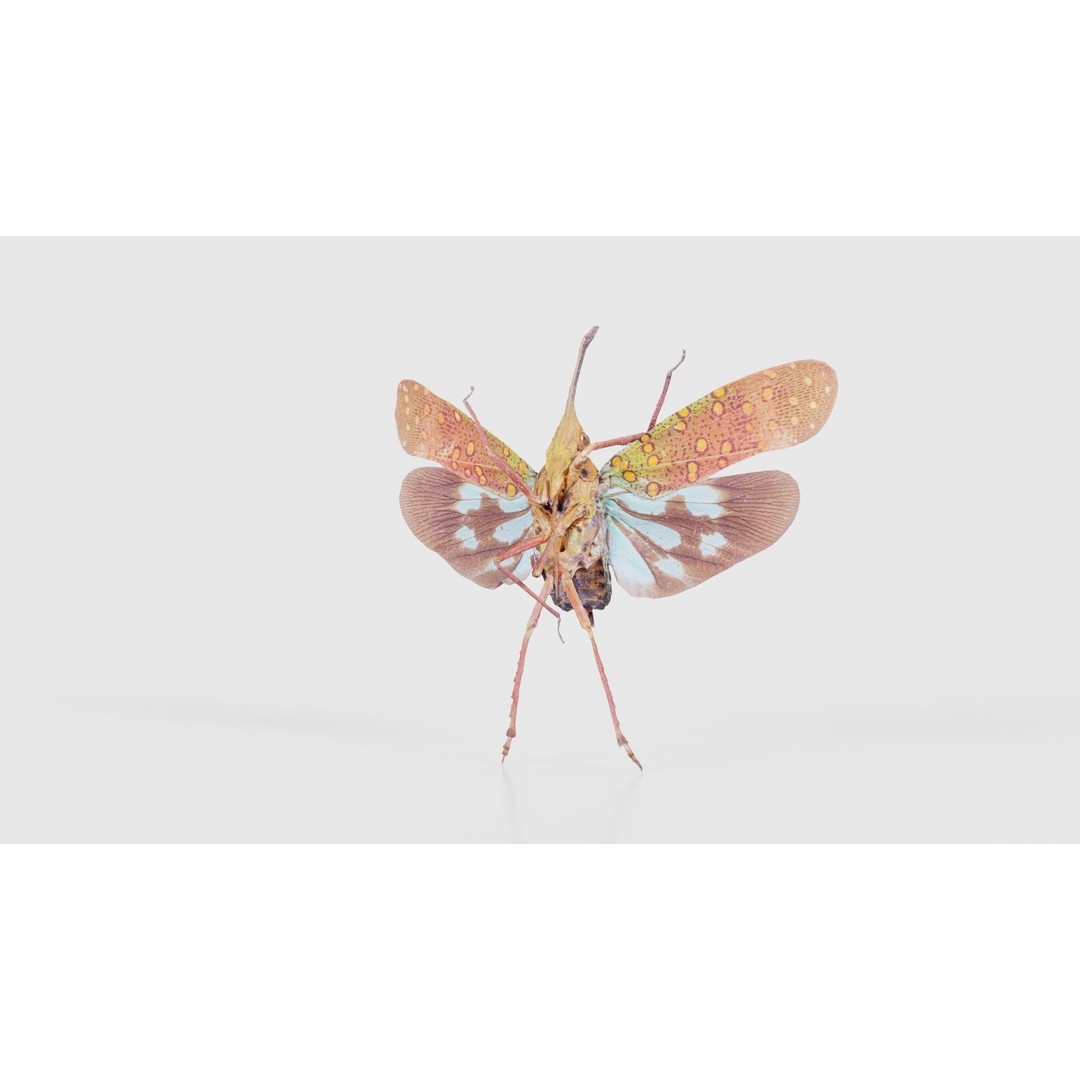 Saiva Gemmata Laos 3D Model – Low Poly Insect Asset, FBX, Blender - View 22