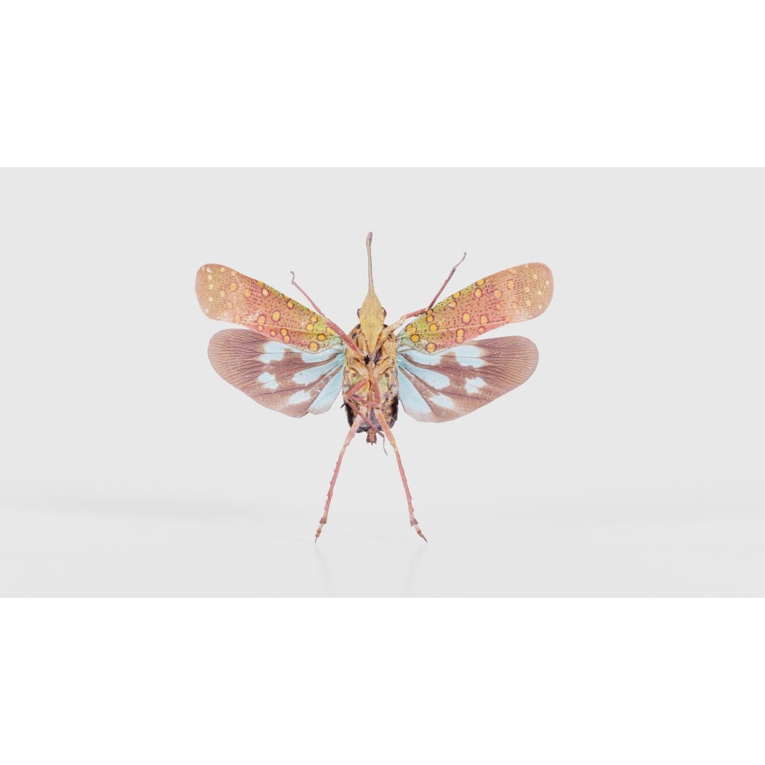 Saiva Gemmata Laos 3D Model – Low Poly Insect Asset, FBX, Blender - View 23