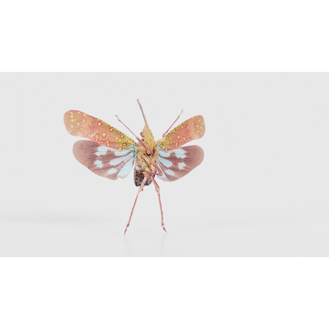 Saiva Gemmata Laos 3D Model – Low Poly Insect Asset, FBX, Blender - View 24