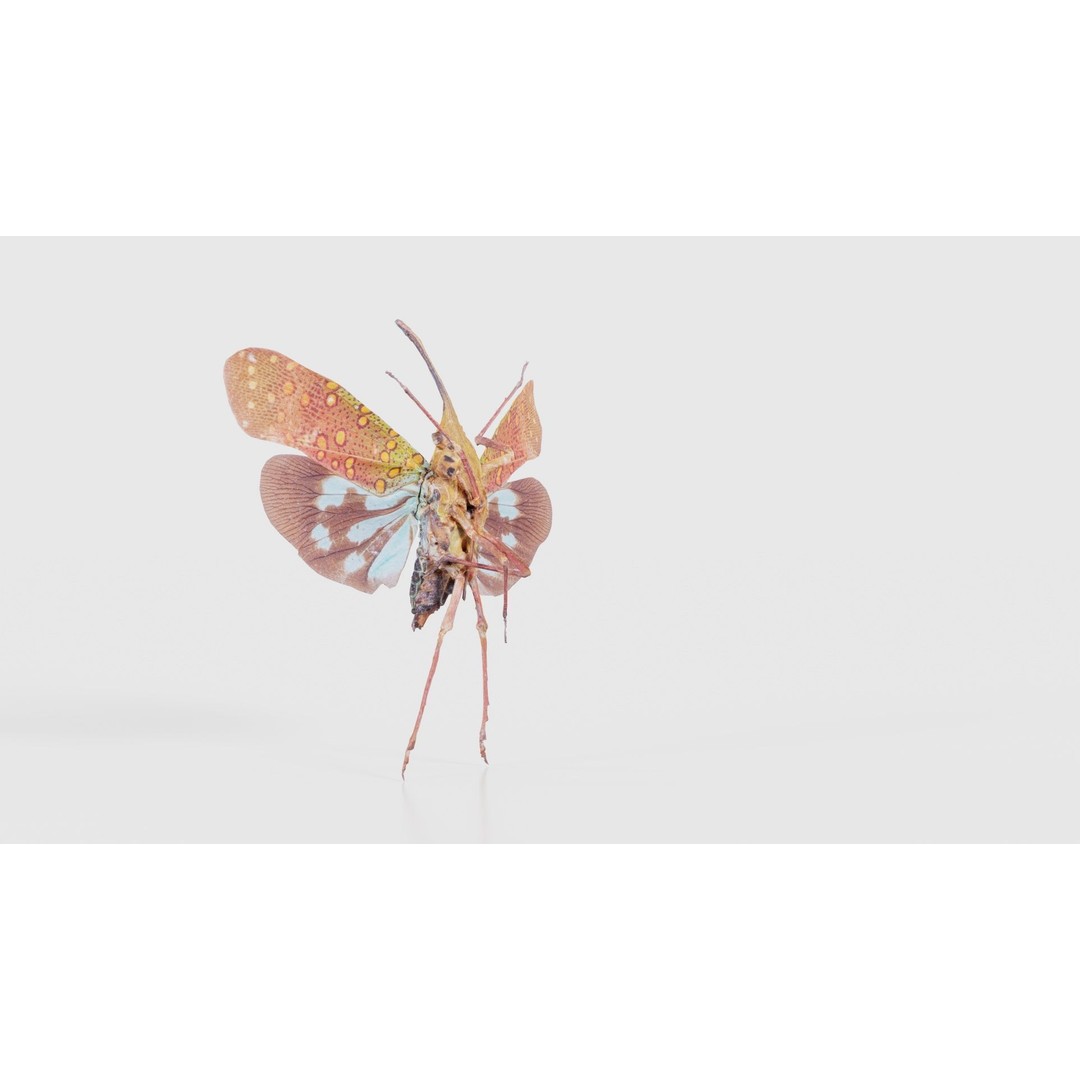 Saiva Gemmata Laos 3D Model – Low Poly Insect Asset, FBX, Blender - View 25