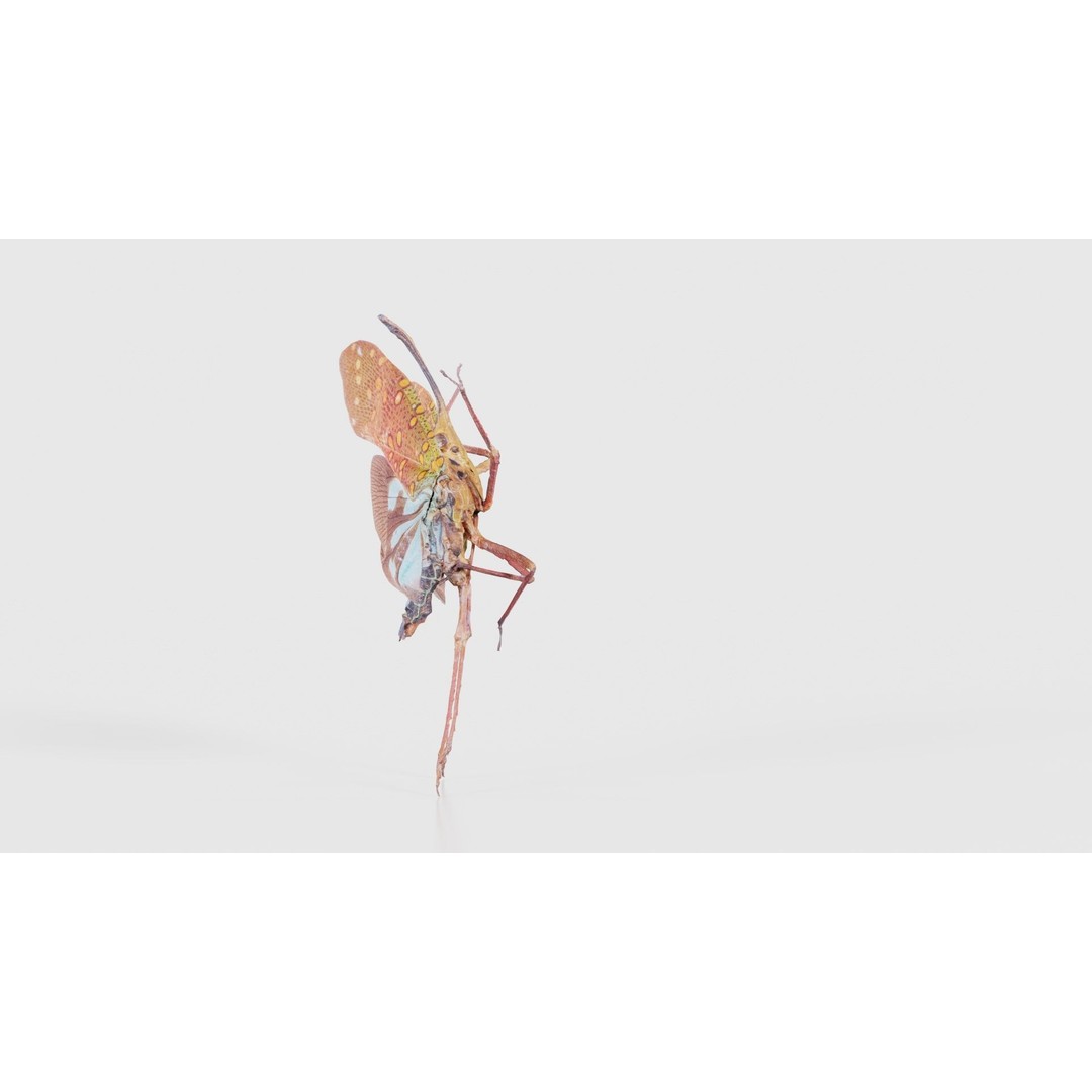 Saiva Gemmata Laos 3D Model – Low Poly Insect Asset, FBX, Blender - View 26