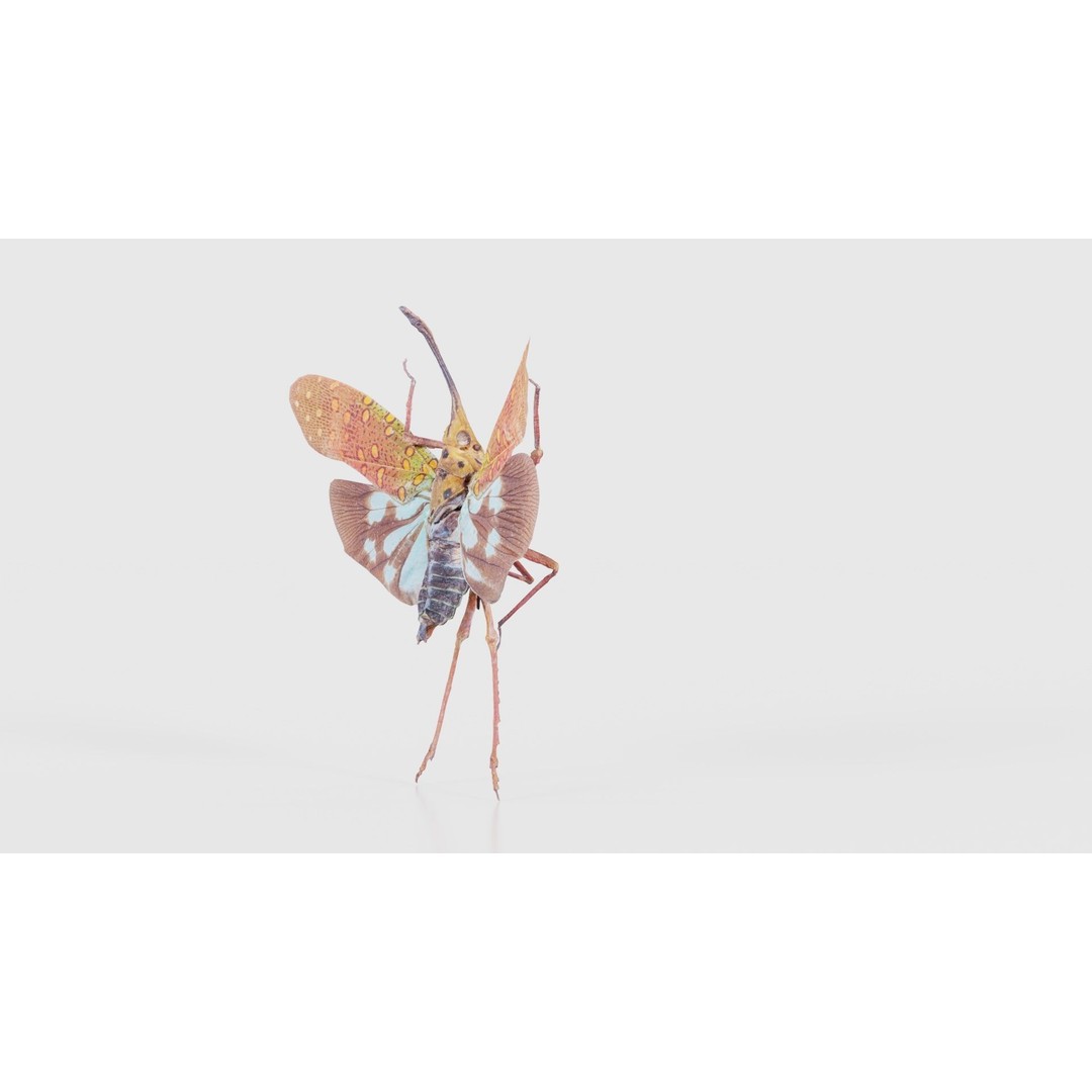 Saiva Gemmata Laos 3D Model – Low Poly Insect Asset, FBX, Blender - View 27