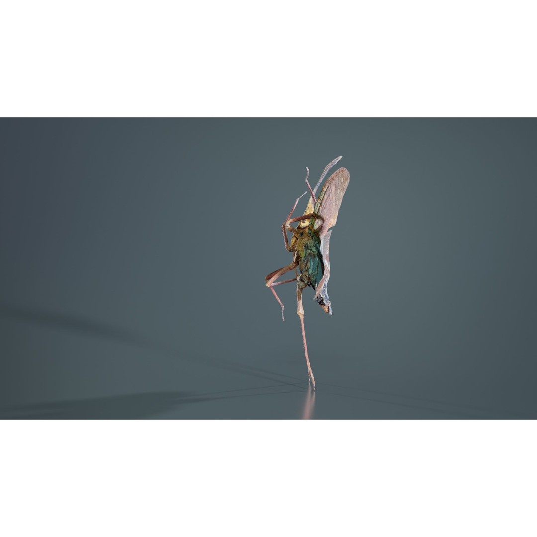 Saiva Gemmata Laos 3D Model – Low Poly Insect Asset, FBX, Blender - View 3