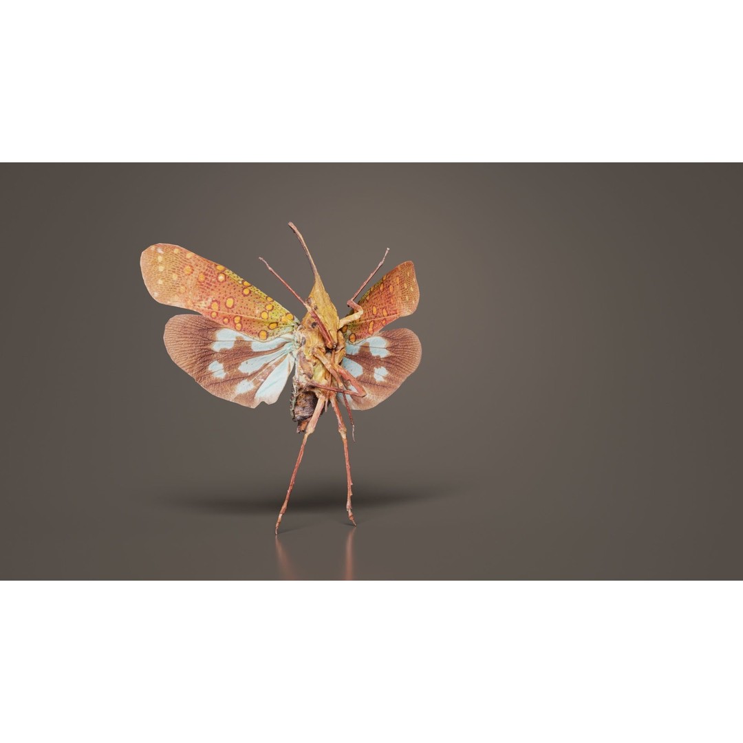 Saiva Gemmata Laos 3D Model – Low Poly Insect Asset, FBX, Blender - View 4