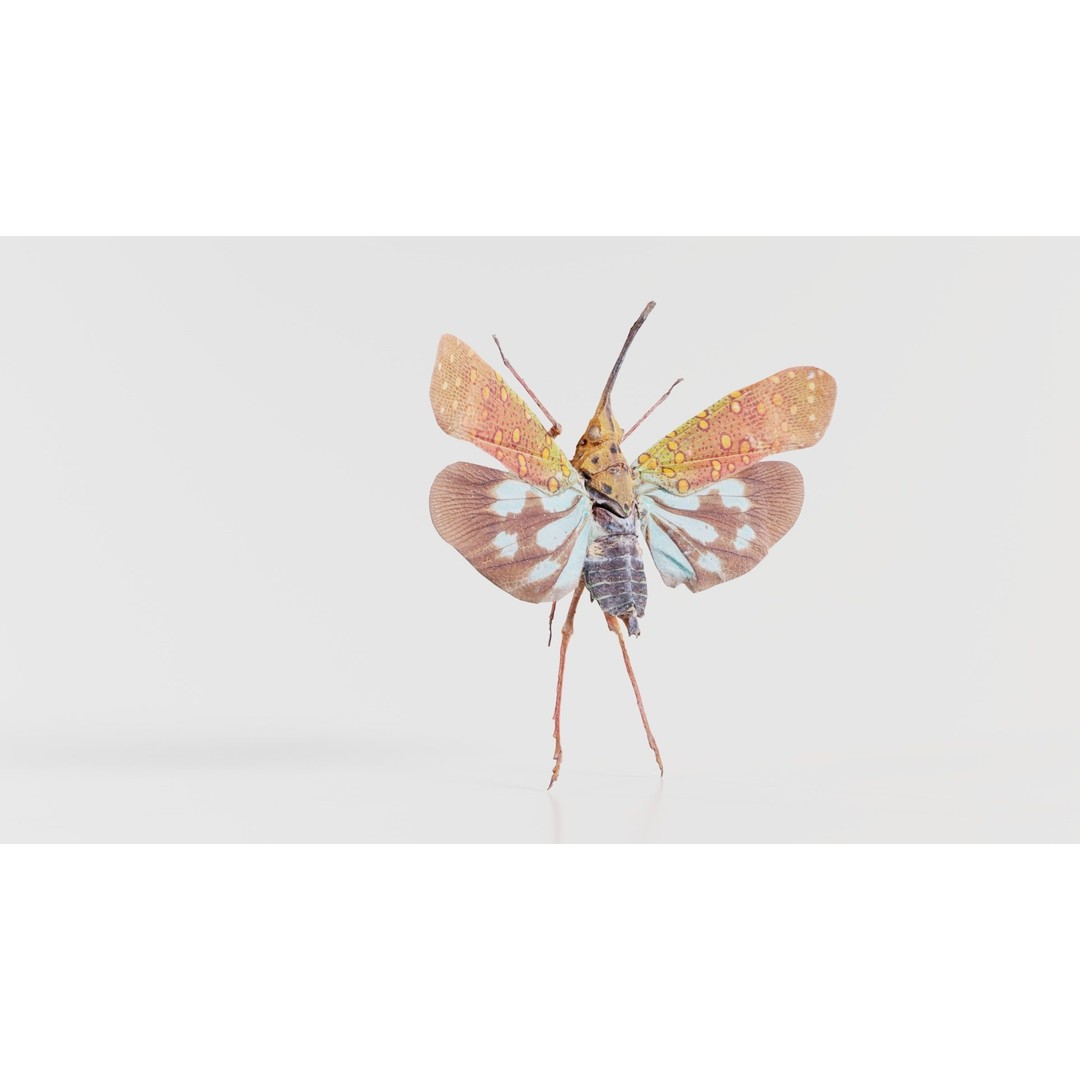 Saiva Gemmata Laos 3D Model – Low Poly Insect Asset, FBX, Blender - View 5