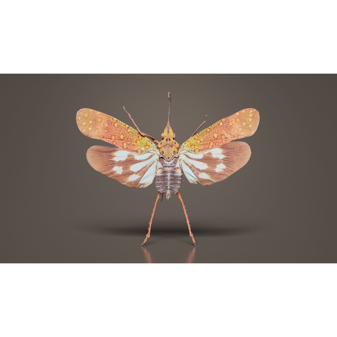 Saiva Gemmata Laos 3D Model – Low Poly Insect Asset, FBX, Blender - View 6
