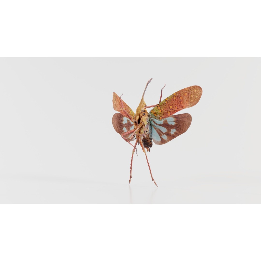 Saiva Gemmata Laos 3D Model – Low Poly Insect Asset, FBX, Blender - View 7