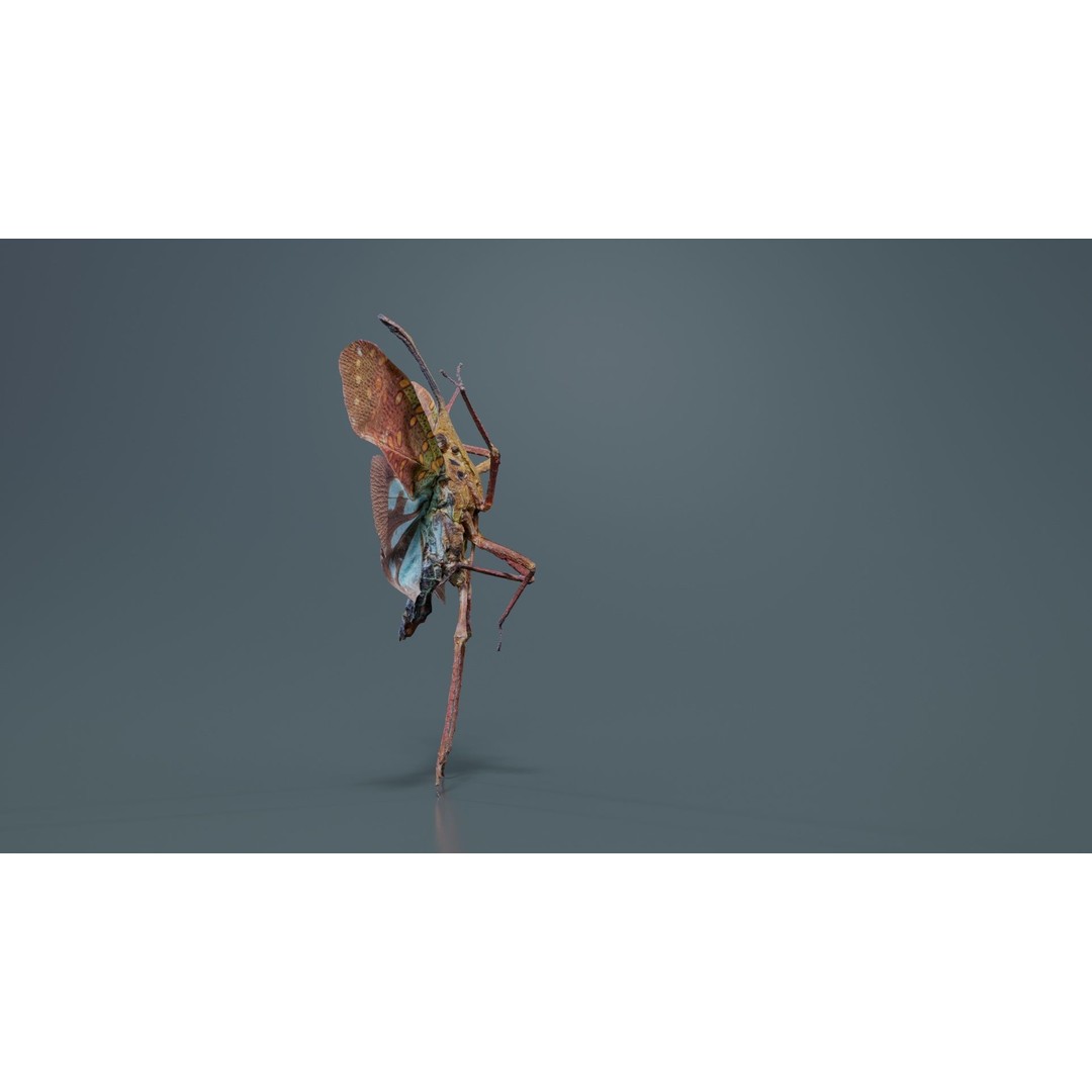 Saiva Gemmata Laos 3D Model – Low Poly Insect Asset, FBX, Blender - View 8