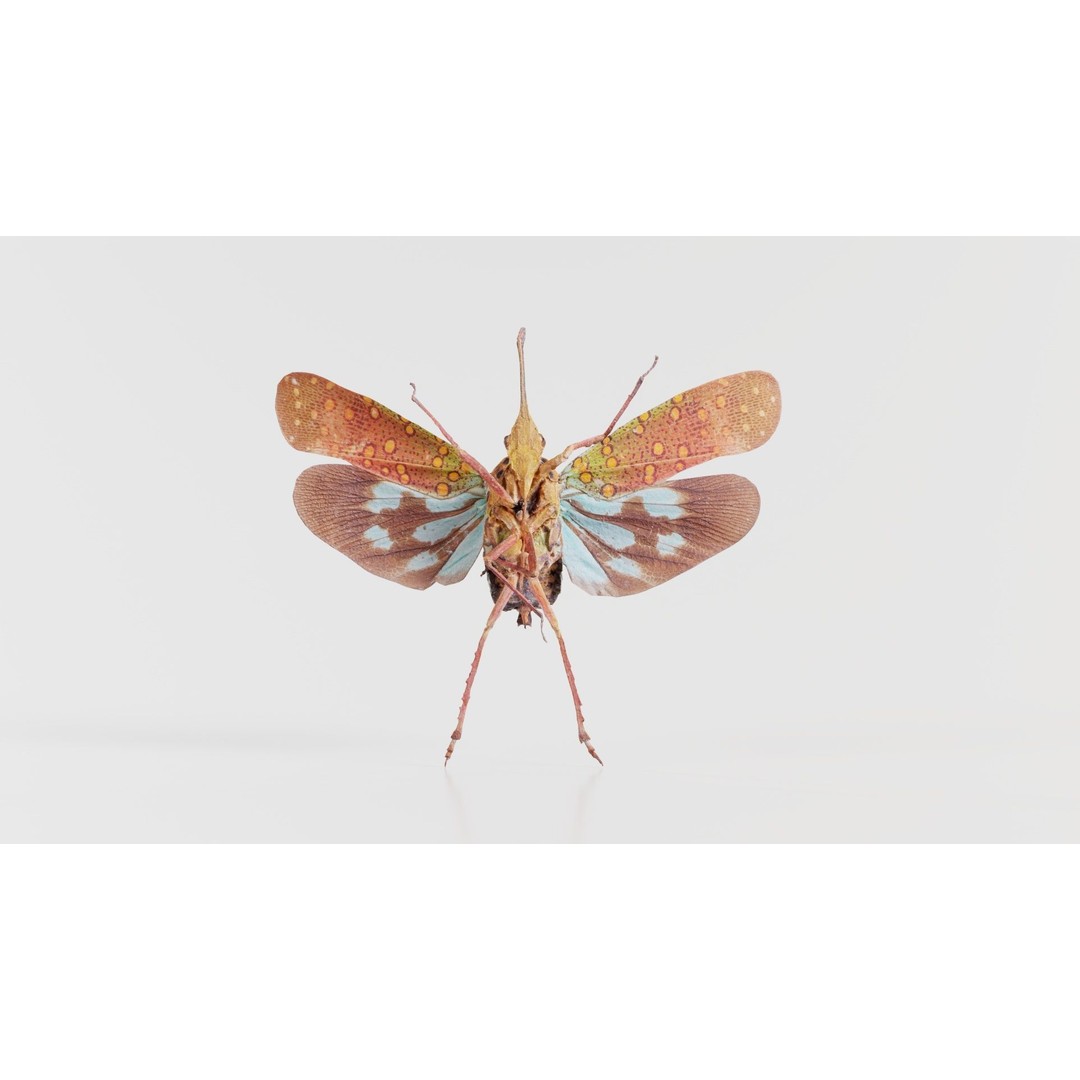 Saiva Gemmata Laos 3D Model – Low Poly Insect Asset, FBX, Blender - View 9