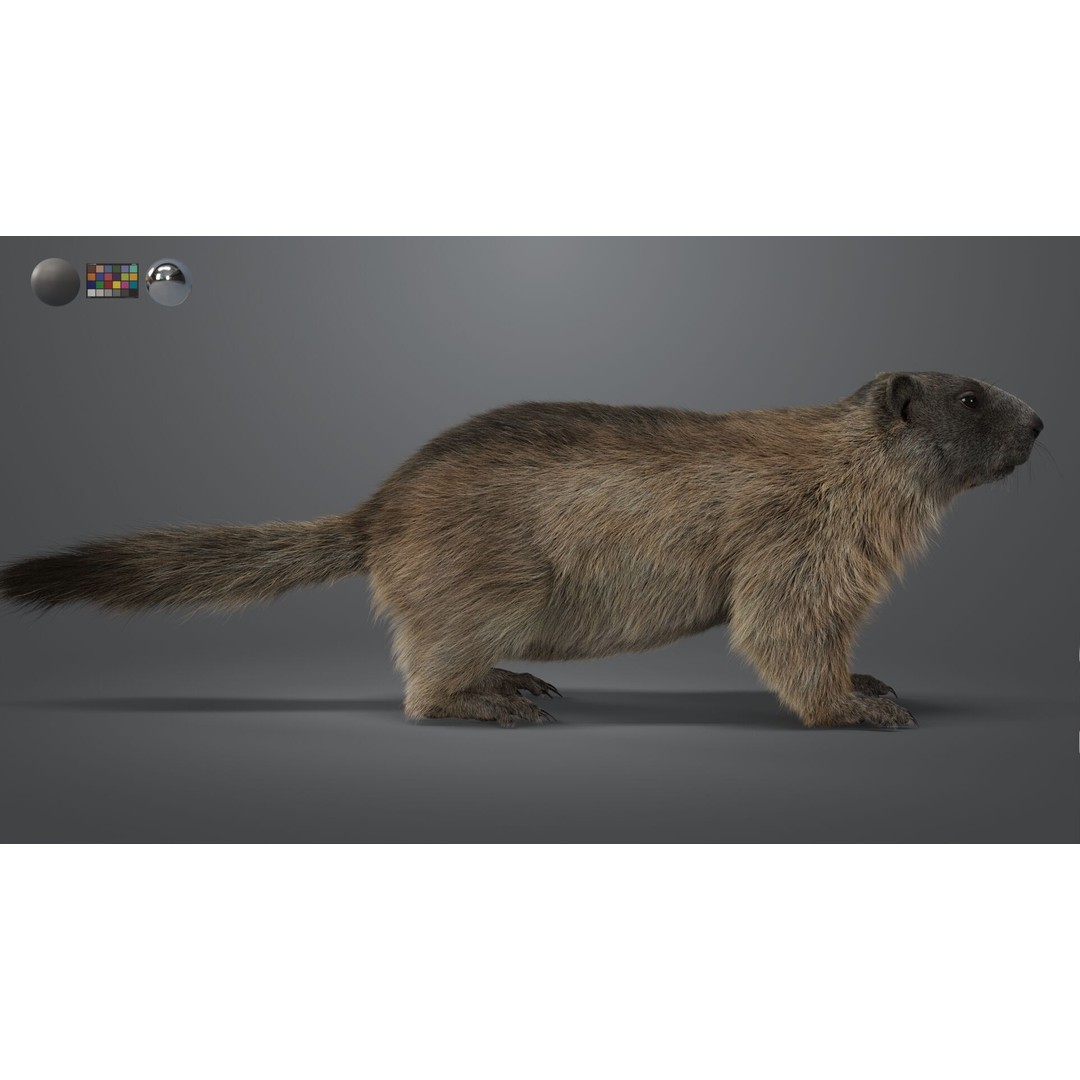 Marmot 3D Model – VFX Ready with Houdini Groom, PBR Textures - View 10