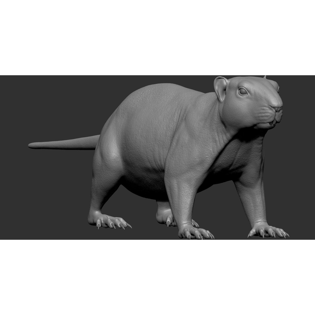 Marmot 3D Model – VFX Ready with Houdini Groom, PBR Textures - View 11