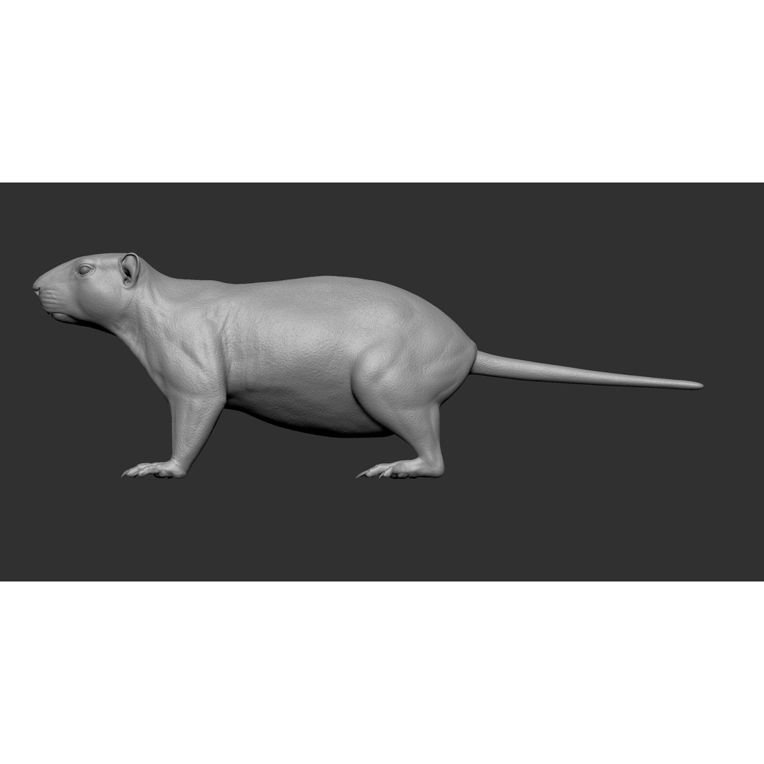 Marmot 3D Model – VFX Ready with Houdini Groom, PBR Textures - View 13