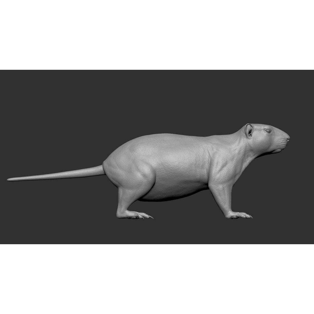 Marmot 3D Model – VFX Ready with Houdini Groom, PBR Textures - View 15