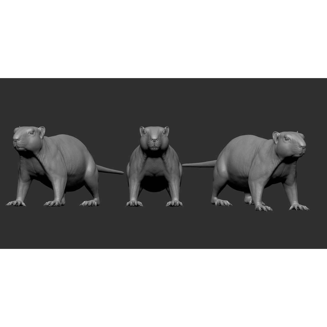Marmot 3D Model – VFX Ready with Houdini Groom, PBR Textures - View 16