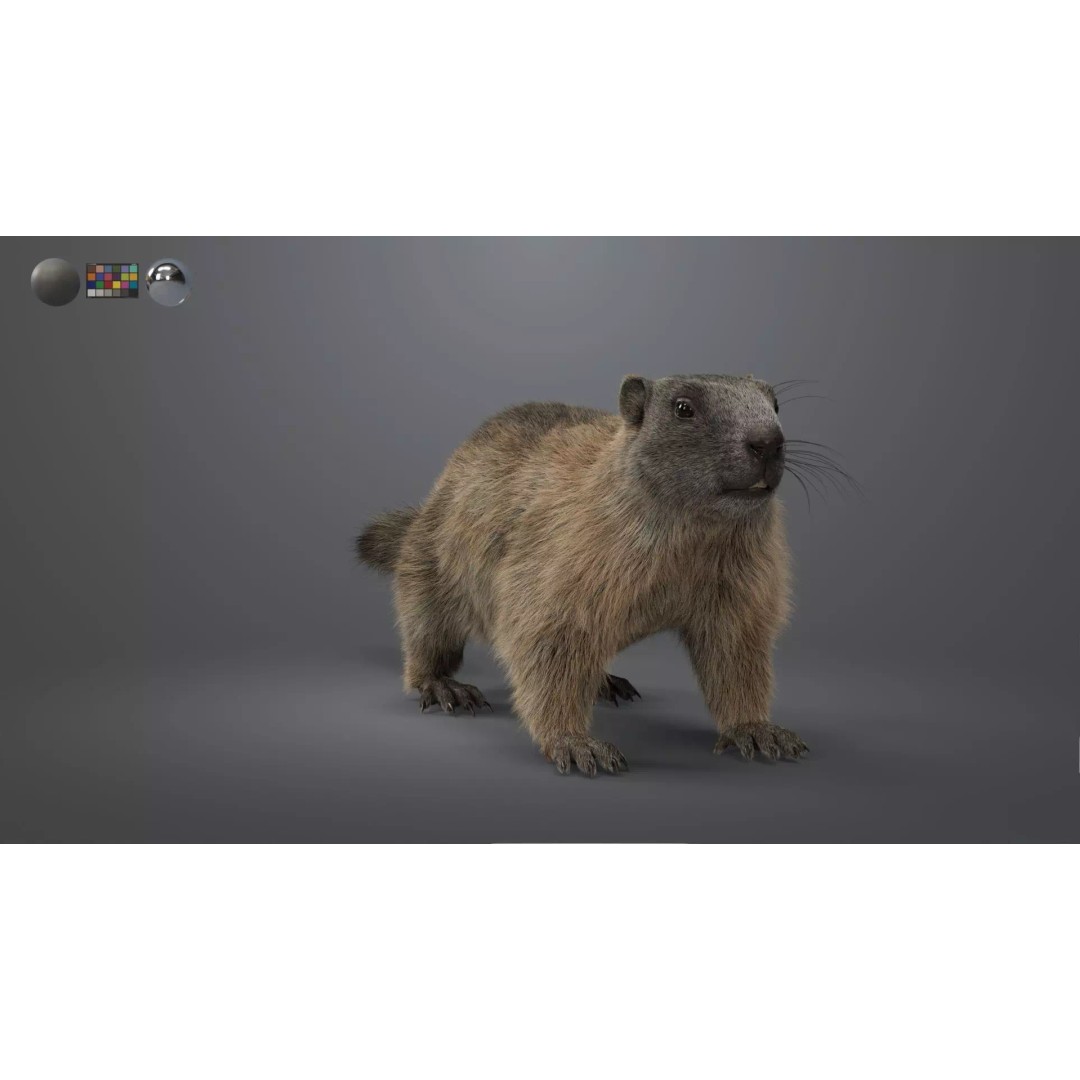 Marmot 3D Model – VFX Ready with Houdini Groom, PBR Textures - View 2