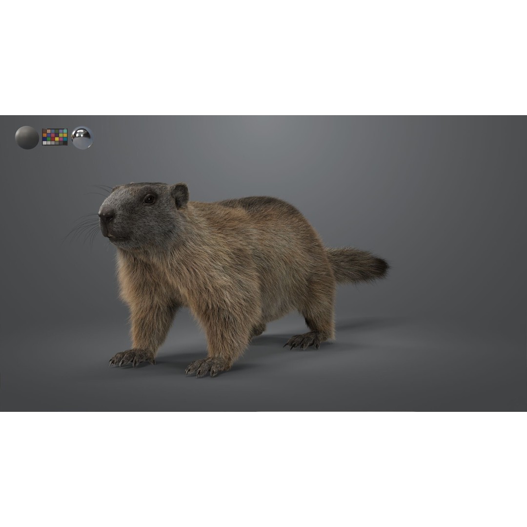 Marmot 3D Model – VFX Ready with Houdini Groom, PBR Textures - View 3