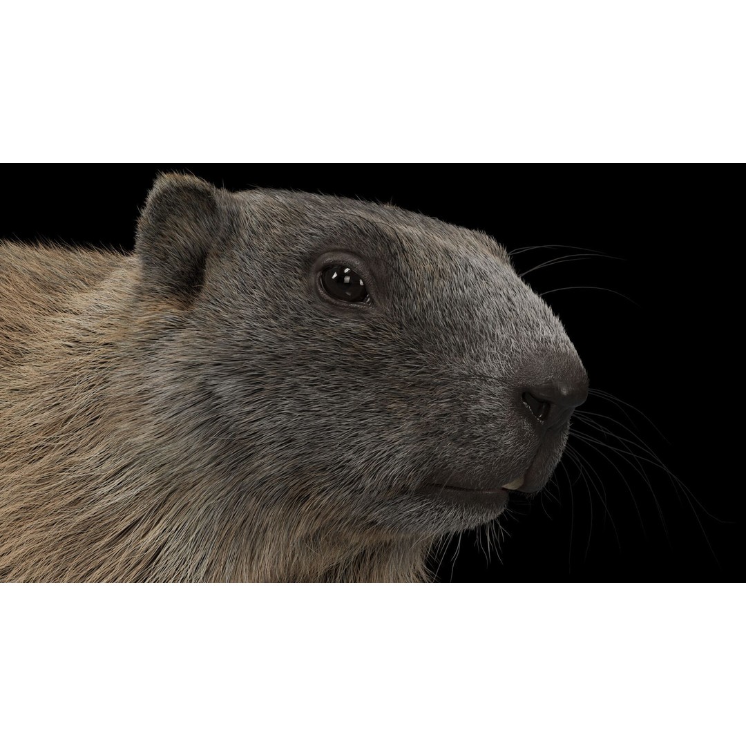 Marmot 3D Model – VFX Ready with Houdini Groom, PBR Textures - View 4