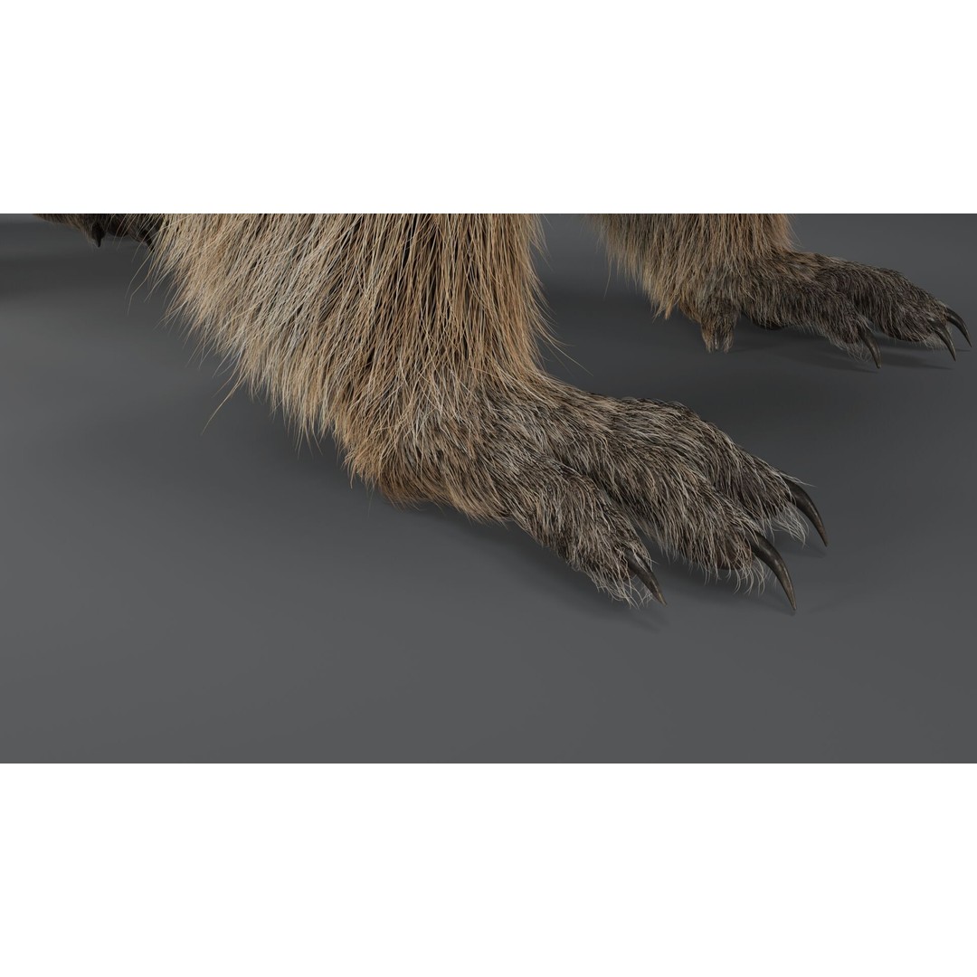 Marmot 3D Model – VFX Ready with Houdini Groom, PBR Textures - View 5