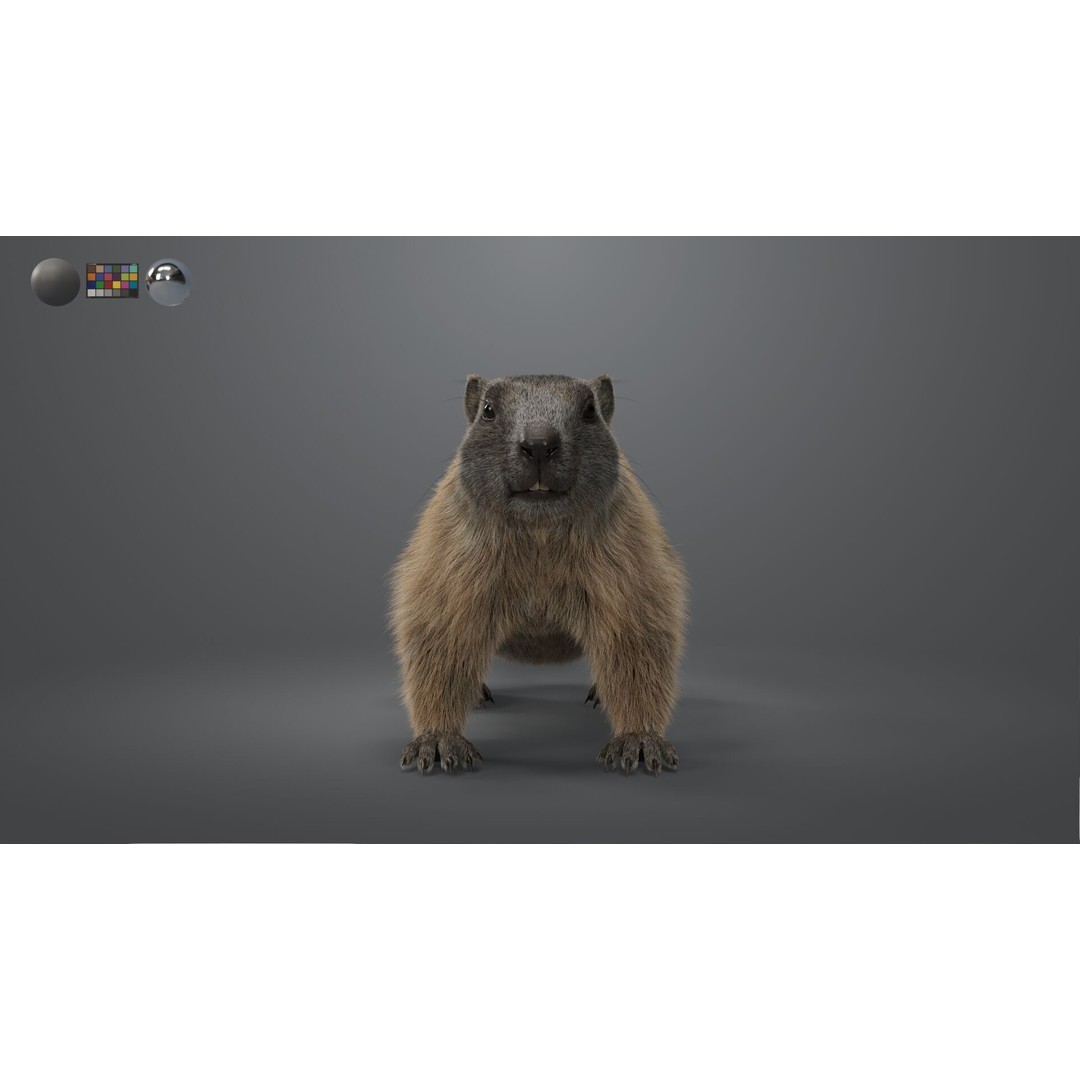 Marmot 3D Model – VFX Ready with Houdini Groom, PBR Textures - View 6