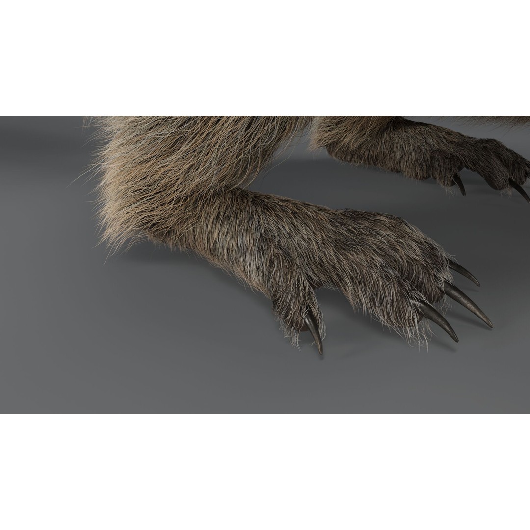 Marmot 3D Model – VFX Ready with Houdini Groom, PBR Textures - View 7