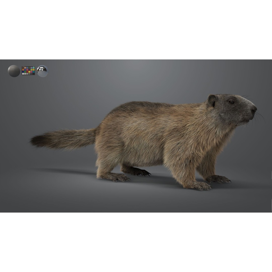 Marmot 3D Model – VFX Ready with Houdini Groom, PBR Textures - View 8