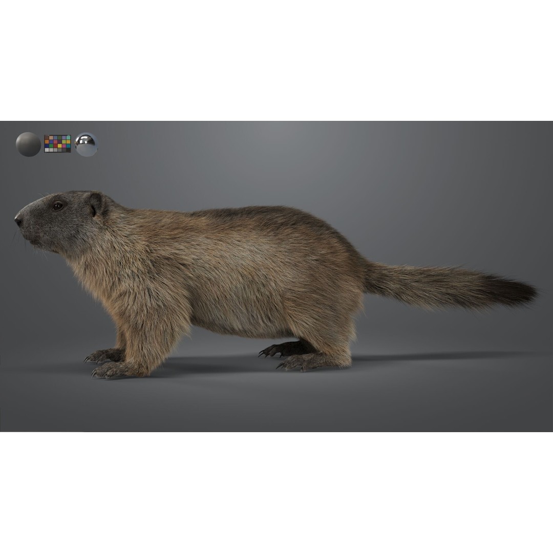 Marmot 3D Model – VFX Ready with Houdini Groom, PBR Textures - View 9