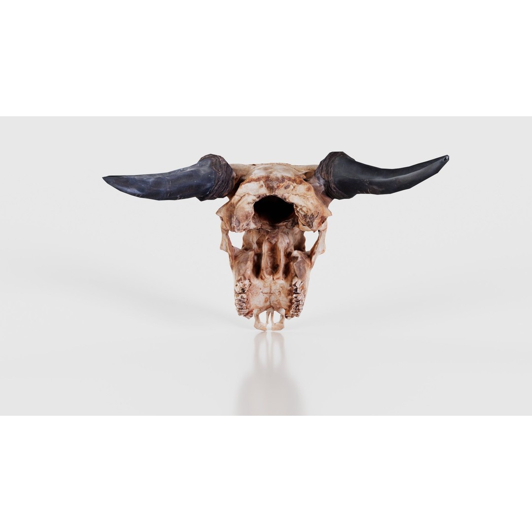 Dragon Decorated Skull 3D Model – Low Poly Game Asset, FBX, Blender - View 23