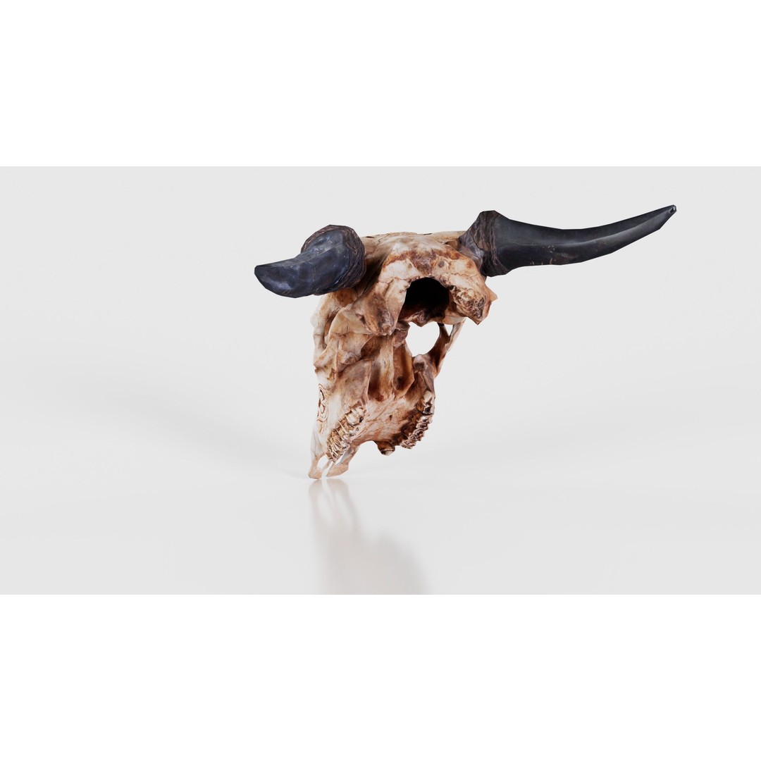 Dragon Decorated Skull 3D Model – Low Poly Game Asset, FBX, Blender - View 24