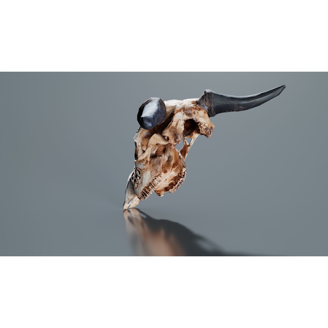 Dragon Decorated Skull 3D Model – Low Poly Game Asset, FBX, Blender - View 4