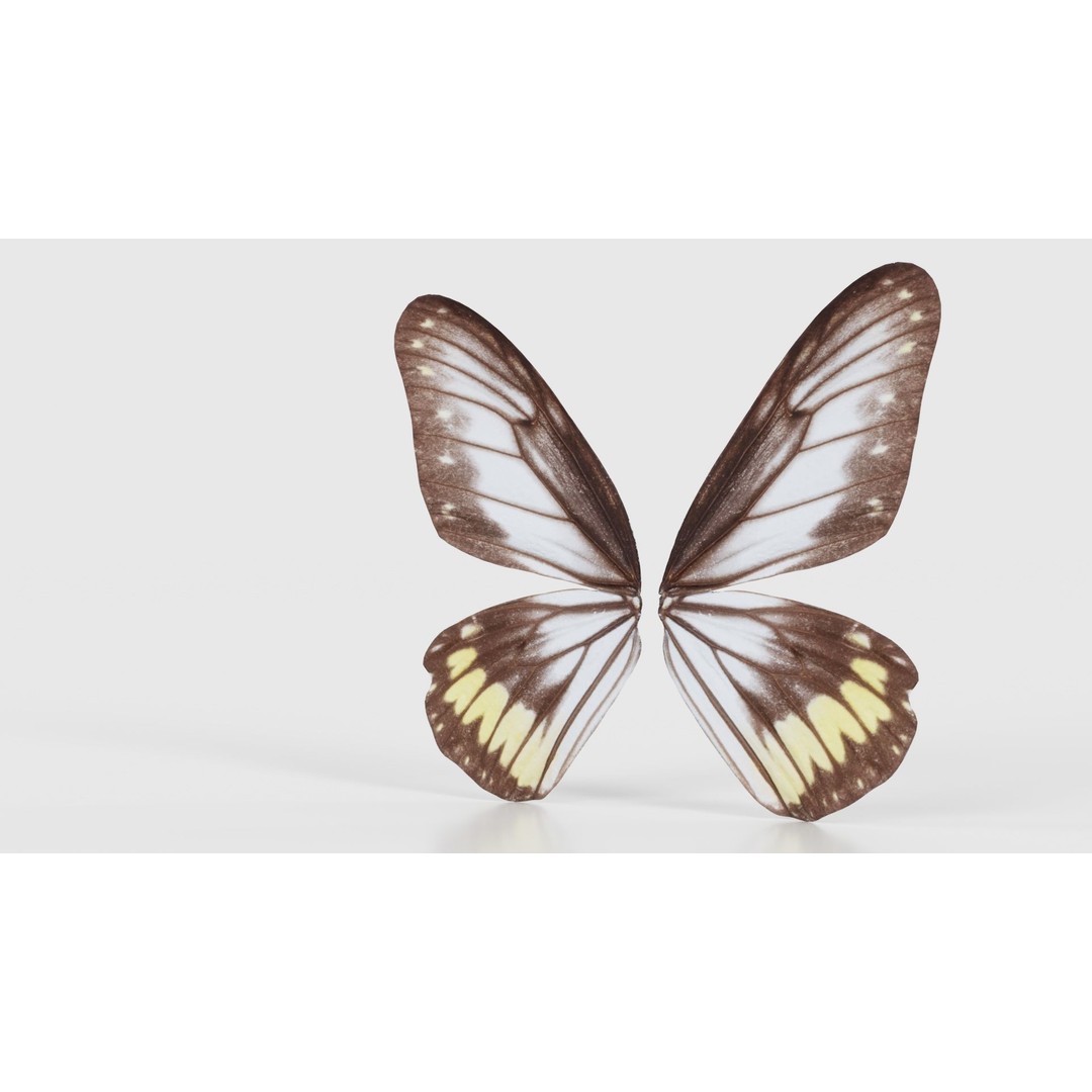 Common Rose Cethosia Biblis 3D Model – Low Poly Insect Asset, FBX, Blender
