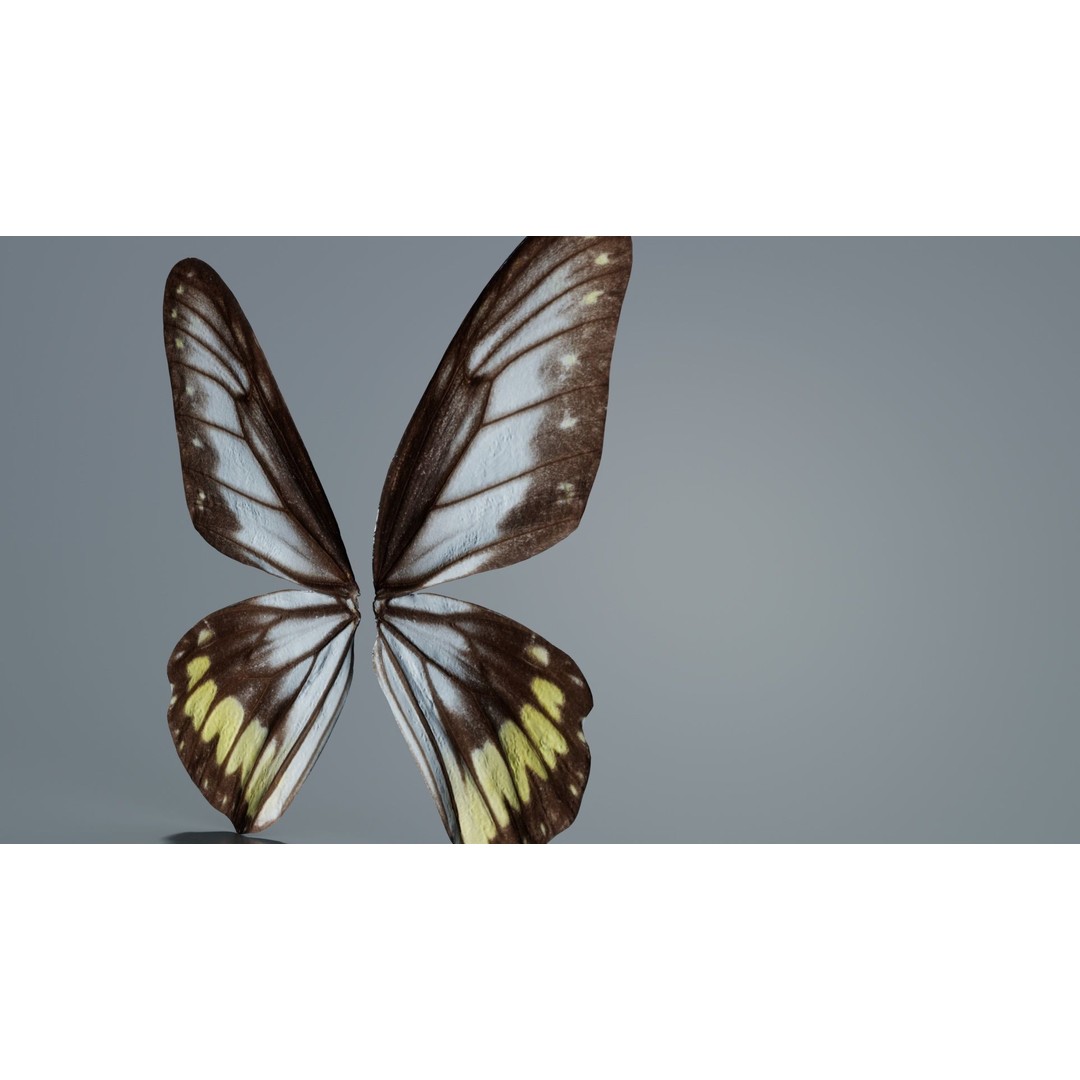 Common Rose Cethosia Biblis 3D Model – Low Poly Insect Asset, FBX, Blender - View 10
