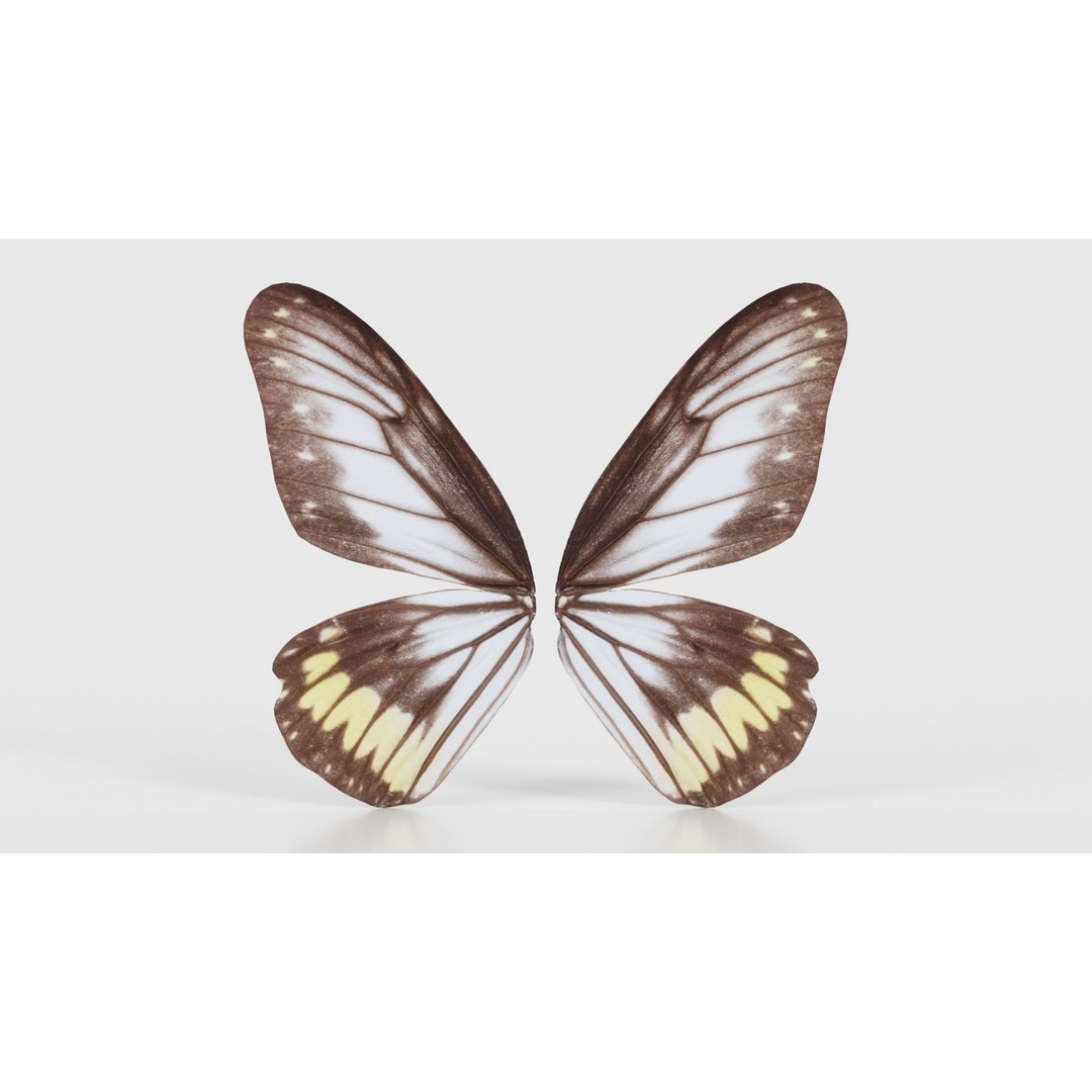 Common Rose Cethosia Biblis 3D Model – Low Poly Insect Asset, FBX, Blender - View 17